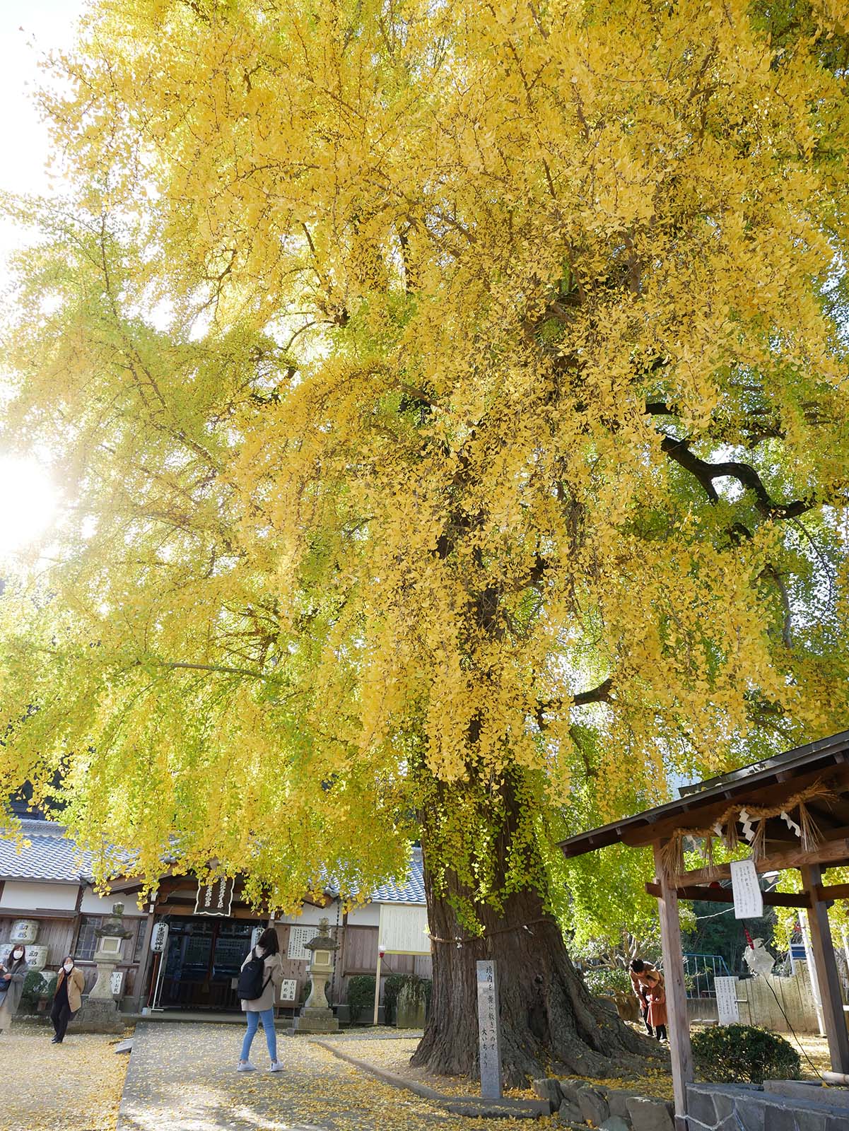 丹生酒殿神社のイチョウ