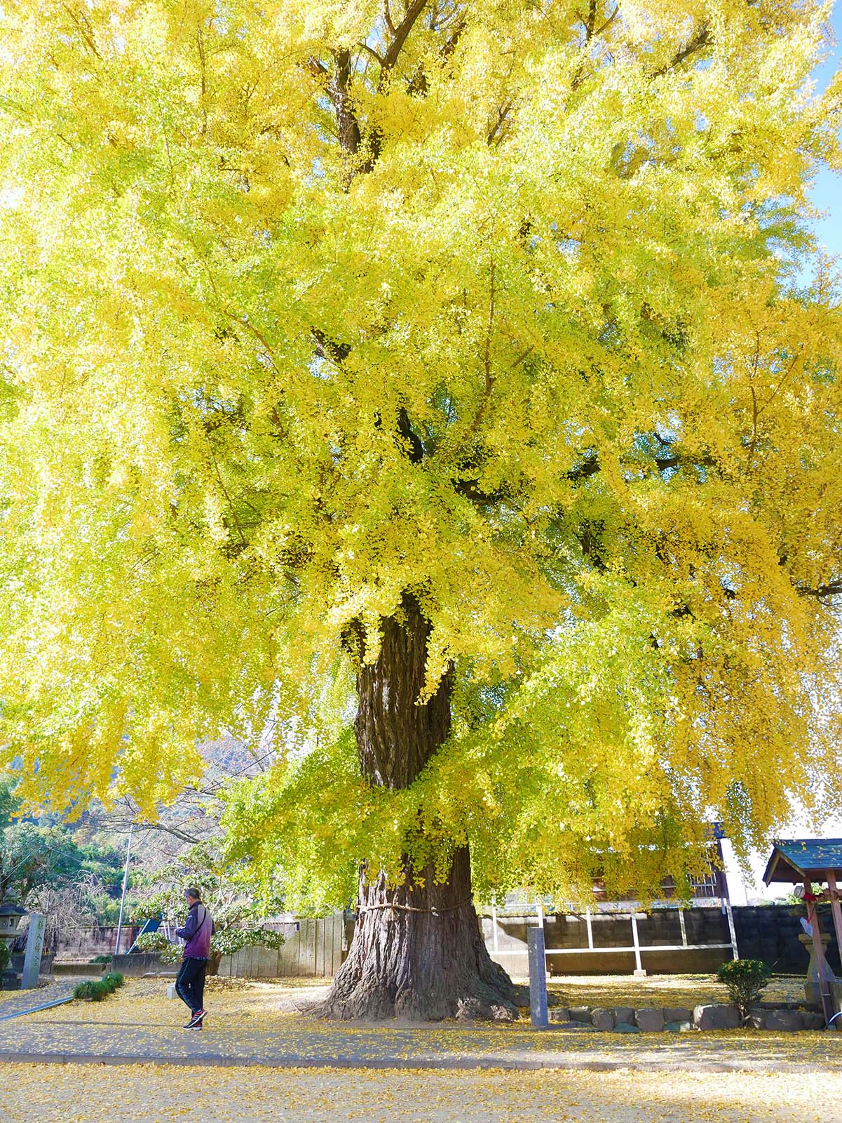 丹生酒殿神社のイチョウ