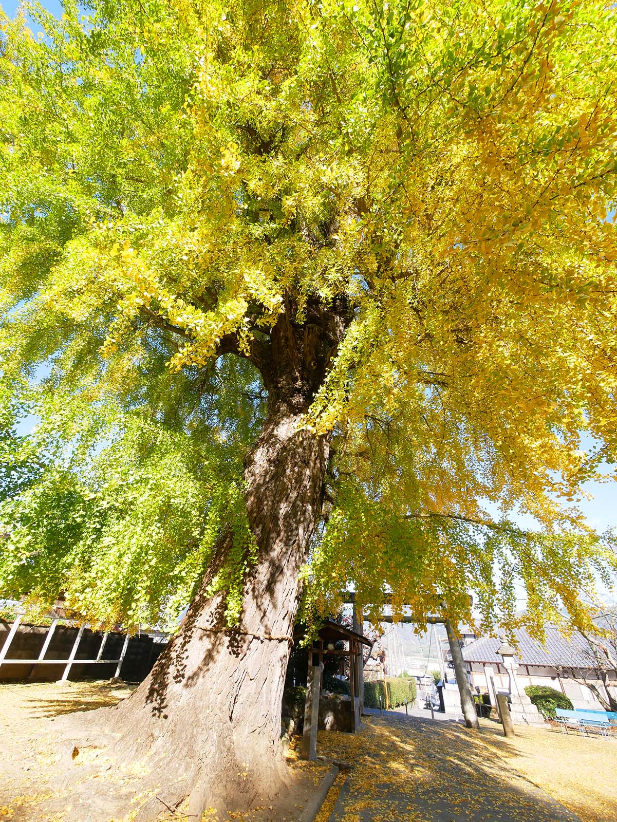 丹生酒殿神社のイチョウ