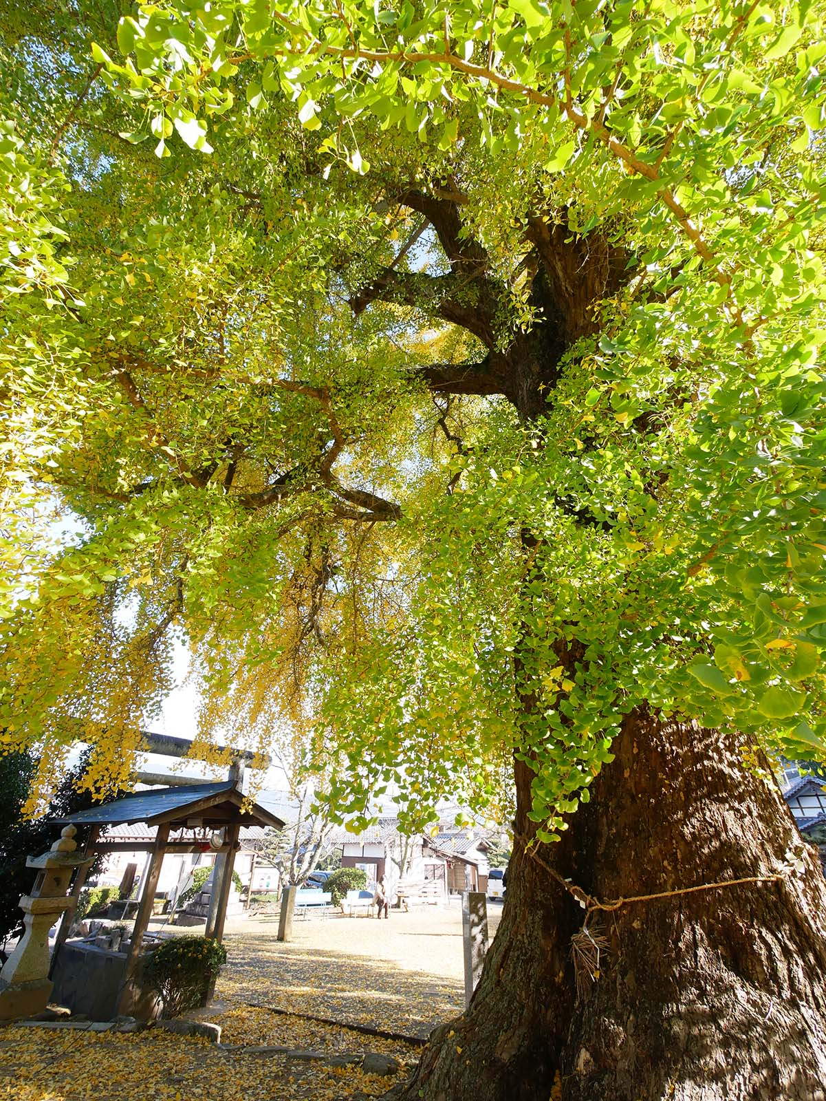 丹生酒殿神社のイチョウ