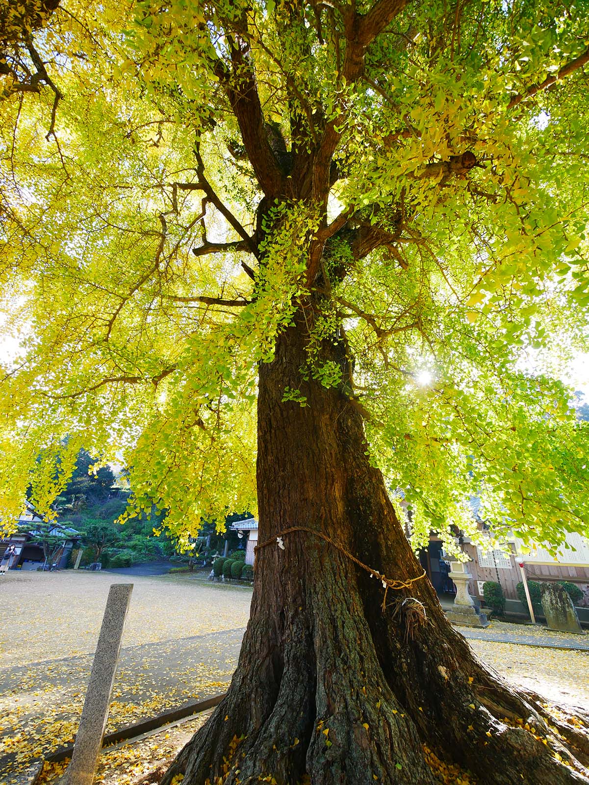 丹生酒殿神社のイチョウ