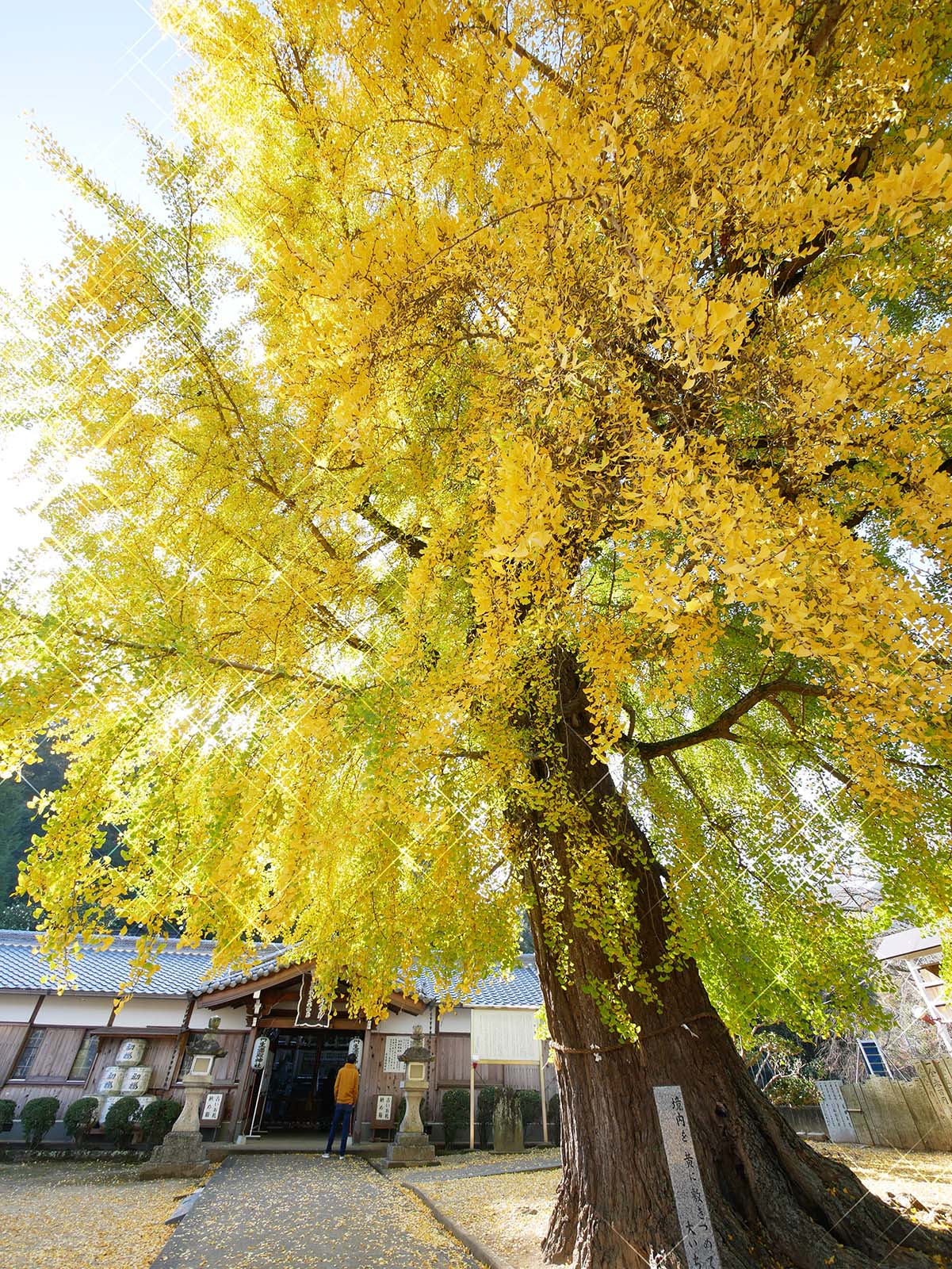 丹生酒殿神社のイチョウ