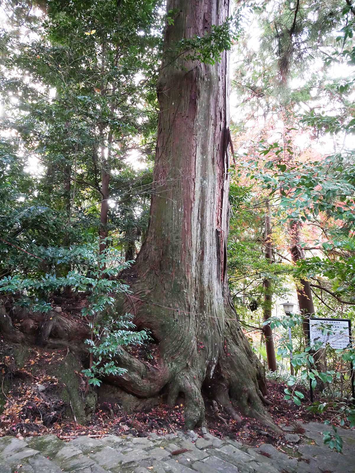 鞆渕八幡神社のスギ－中の木