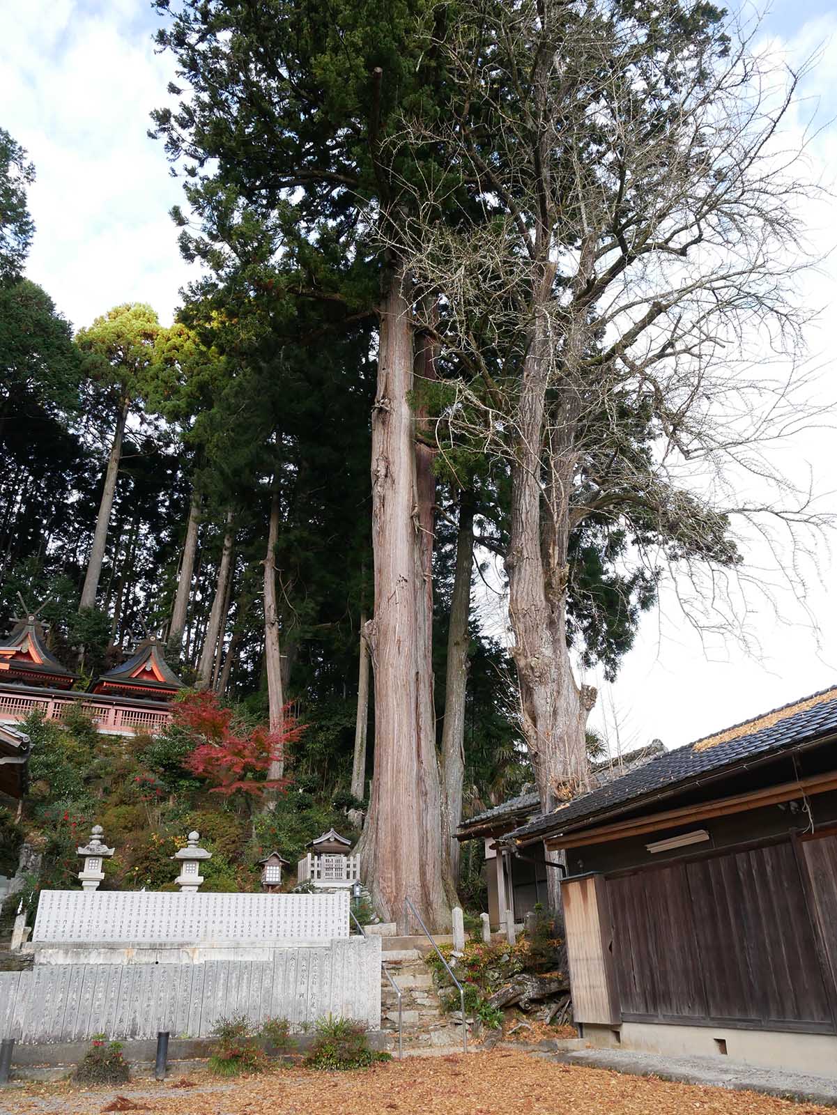 丹生高野明神のスギ