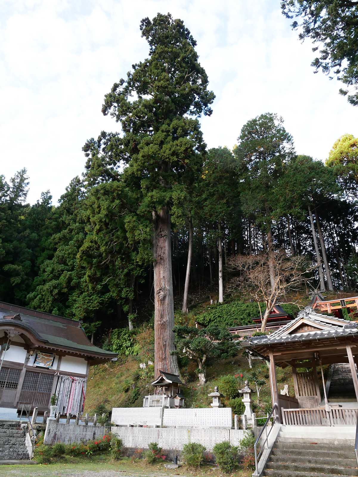 丹生高野明神のスギ