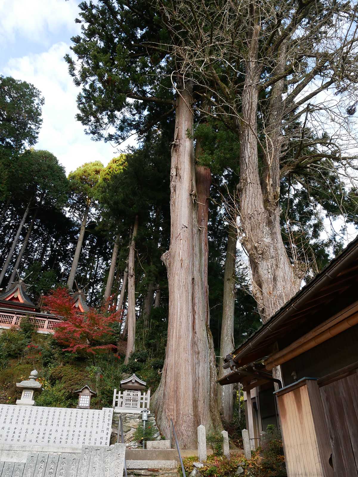 丹生高野明神のスギ