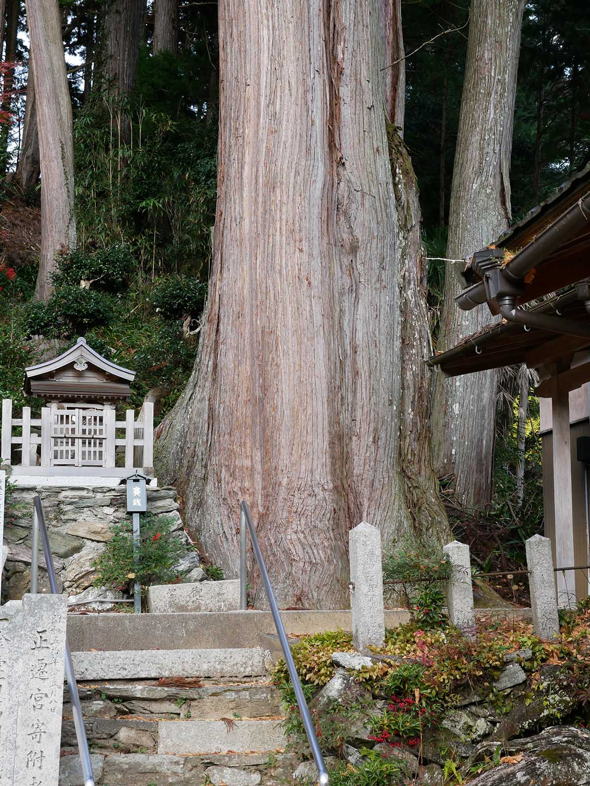 丹生高野明神のスギ