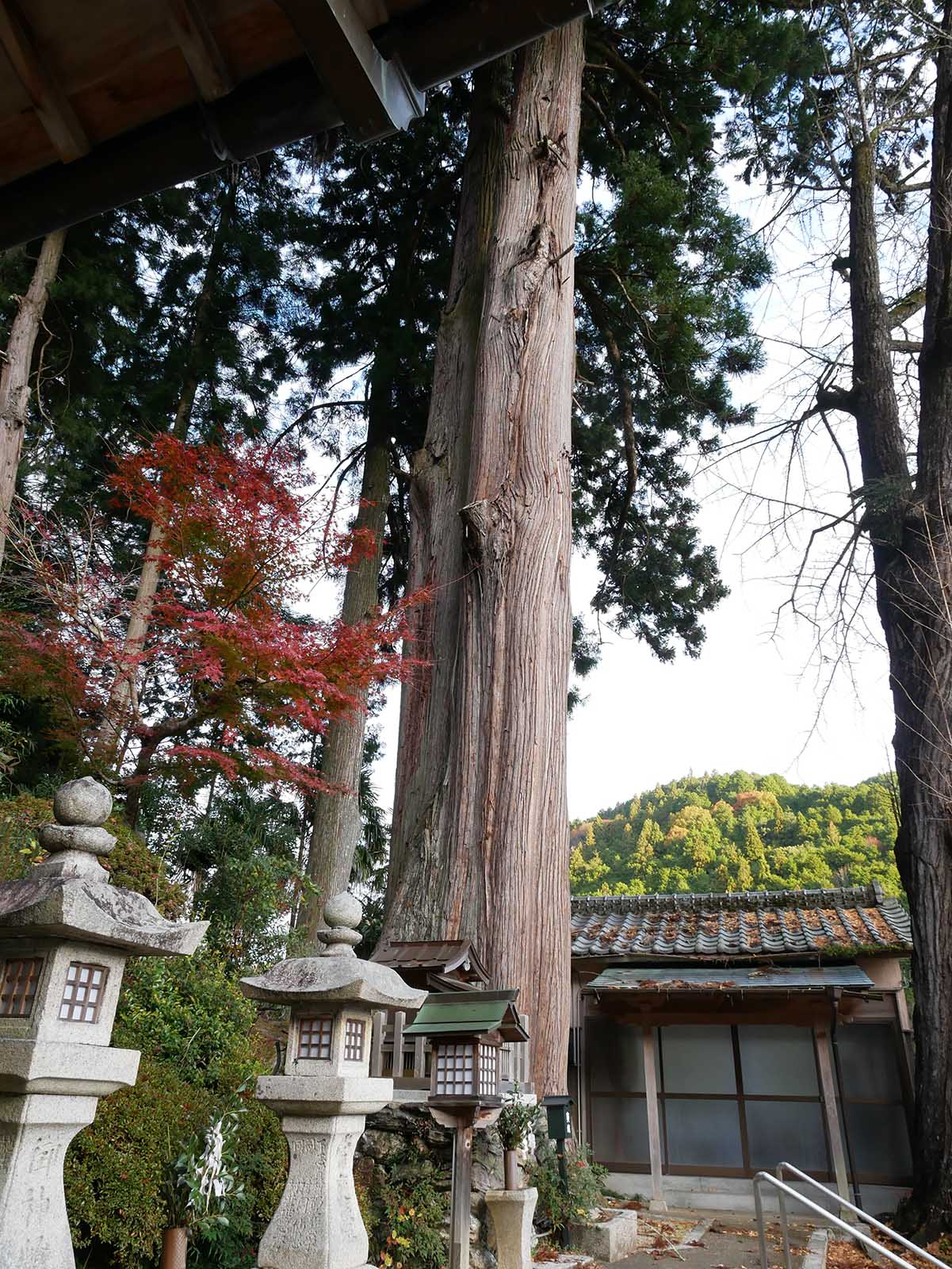 丹生高野明神のスギ