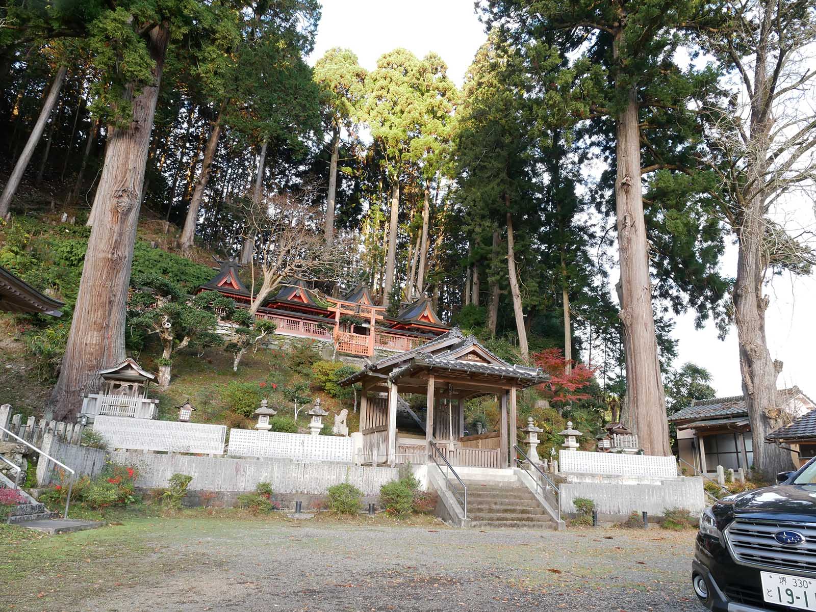 丹生高野明神のスギ