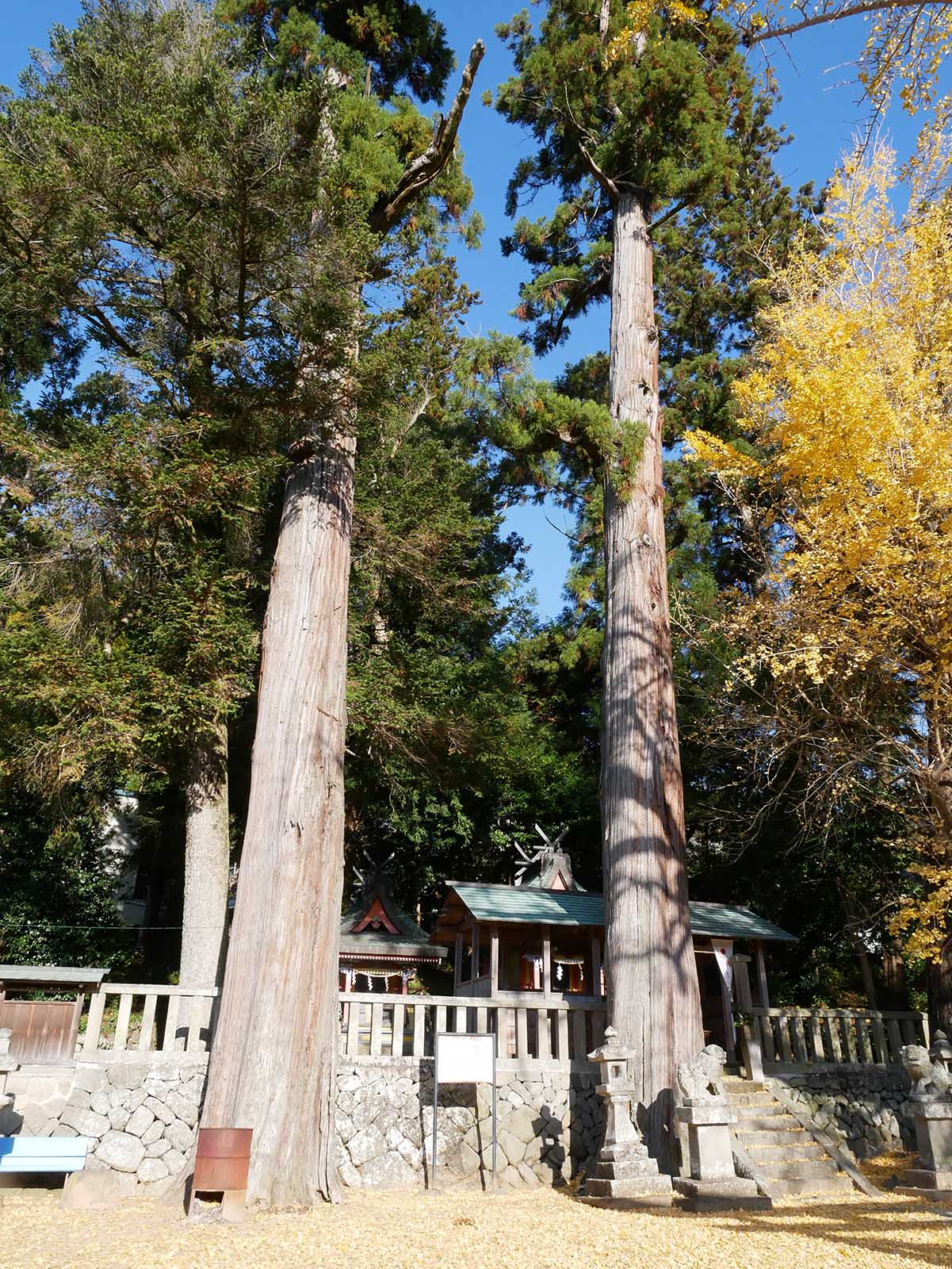 加茂神社のスギ