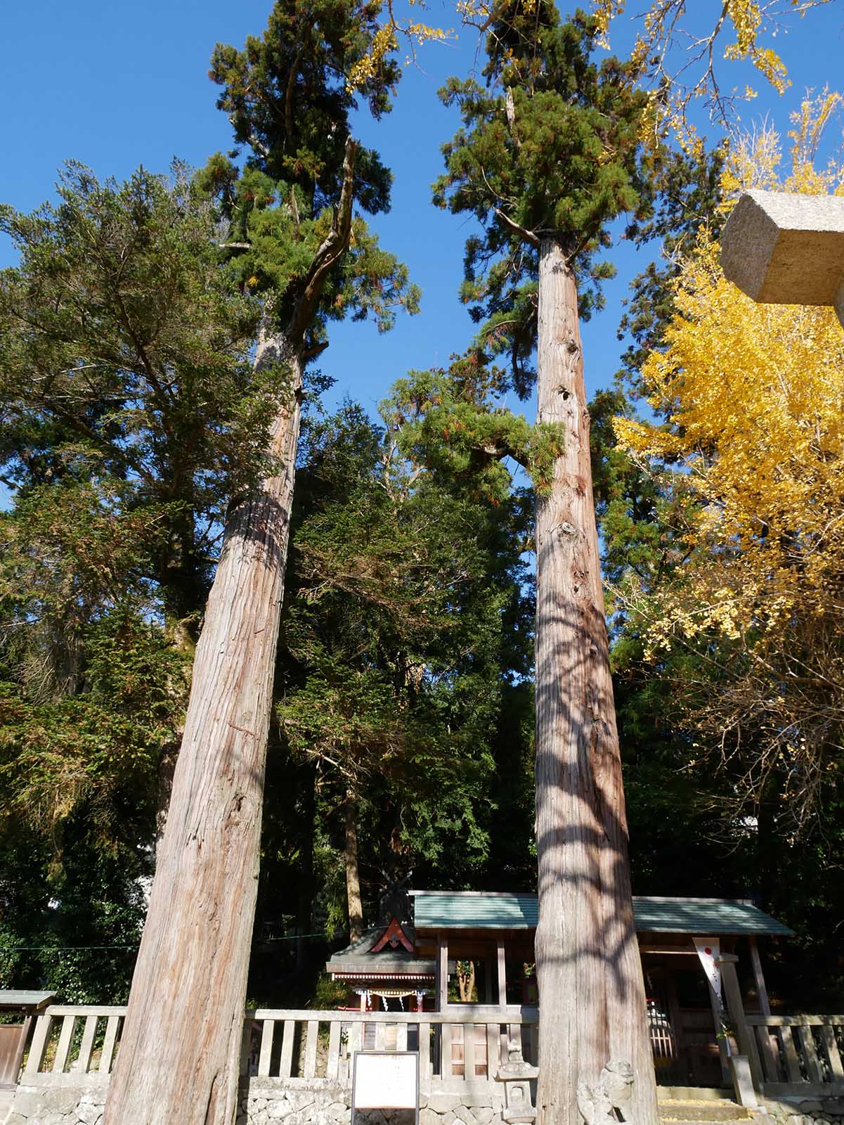 加茂神社のスギ