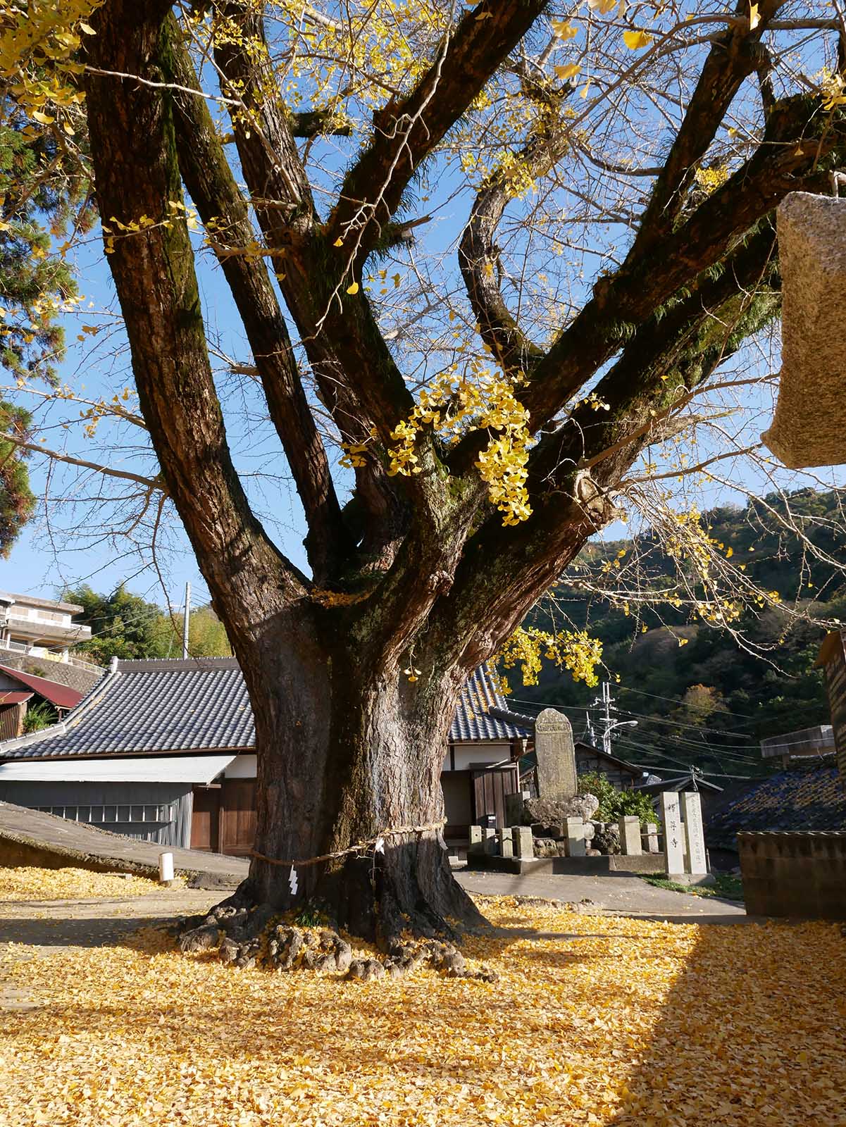 加茂神社のイチョウ