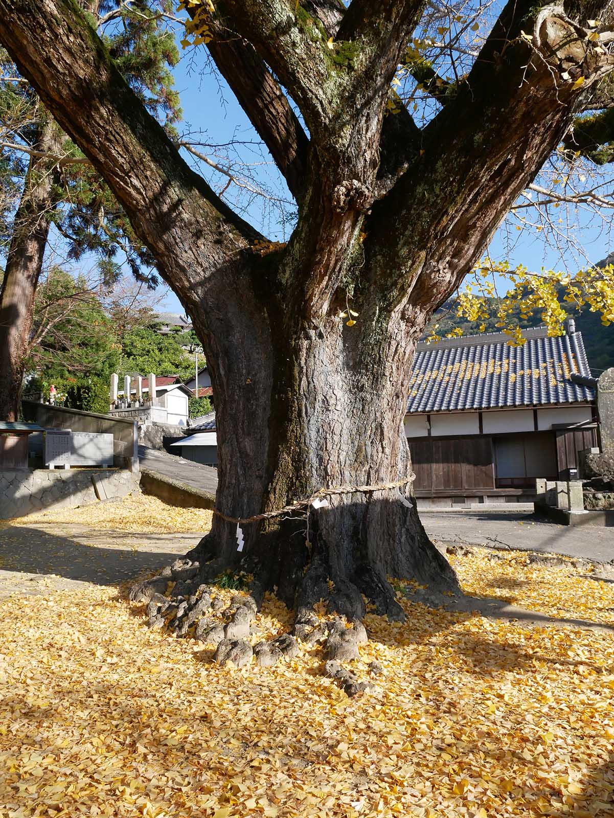 加茂神社のイチョウ