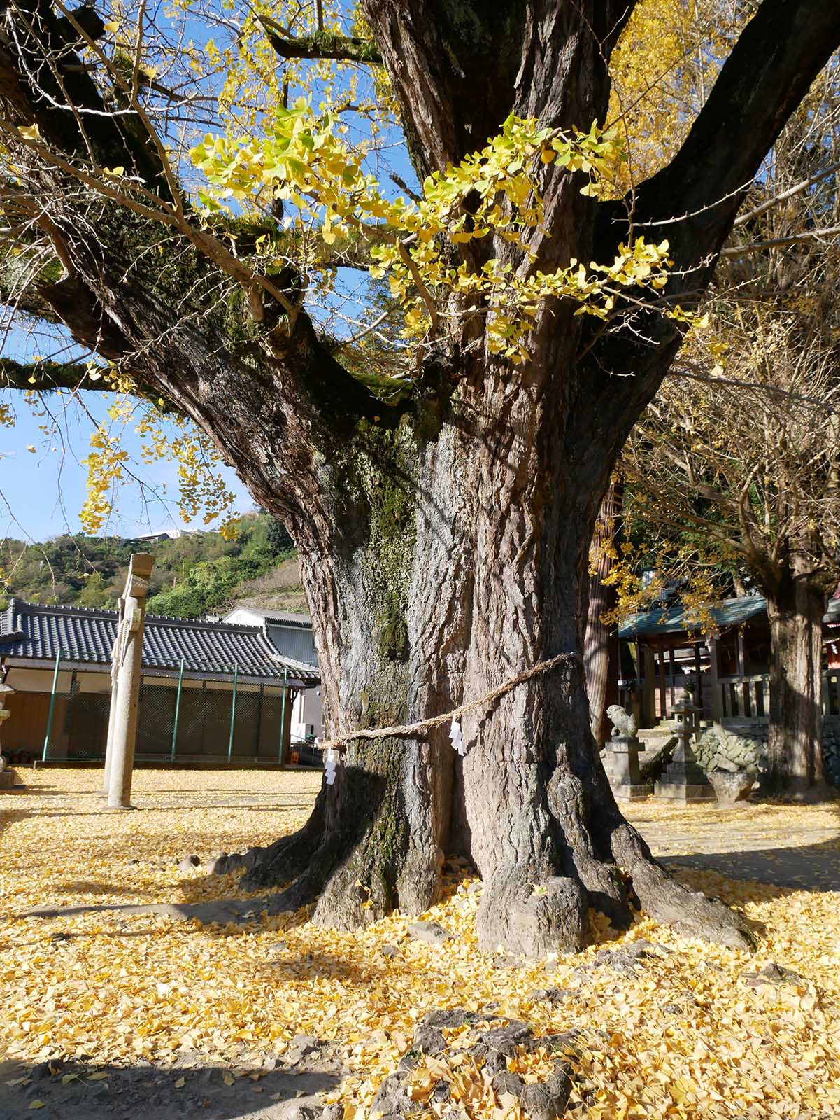 加茂神社のイチョウ