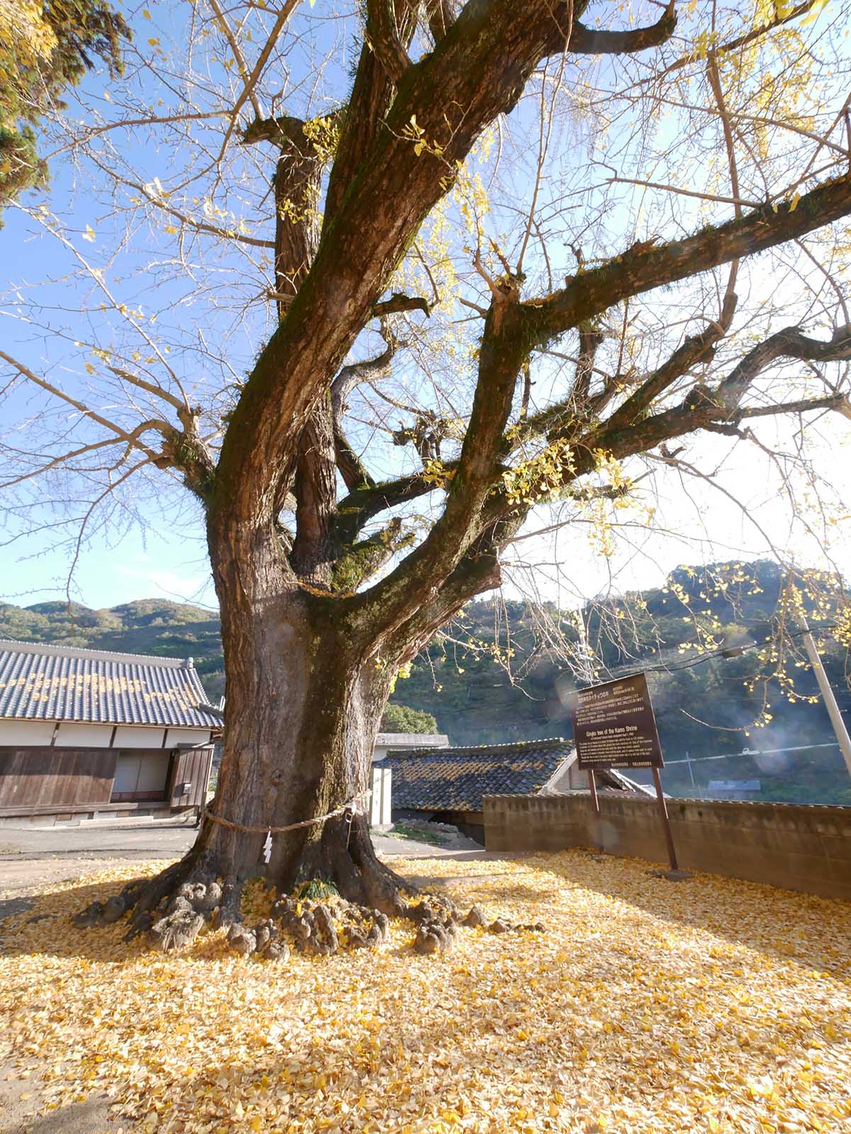 加茂神社のイチョウ