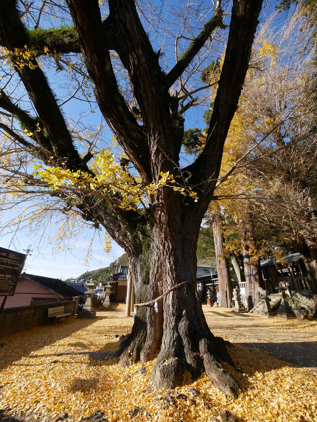 加茂神社のイチョウ