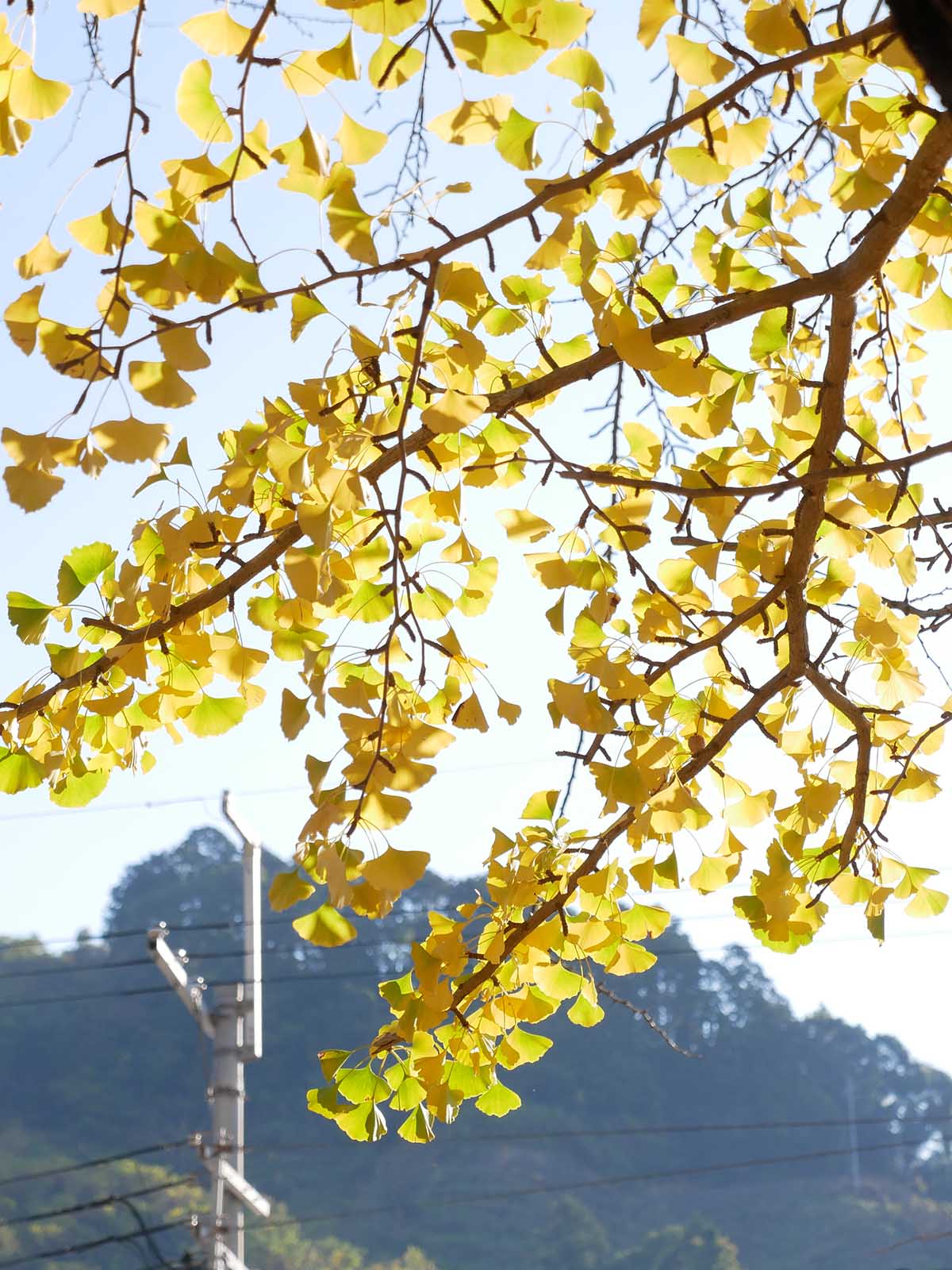 加茂神社のイチョウ