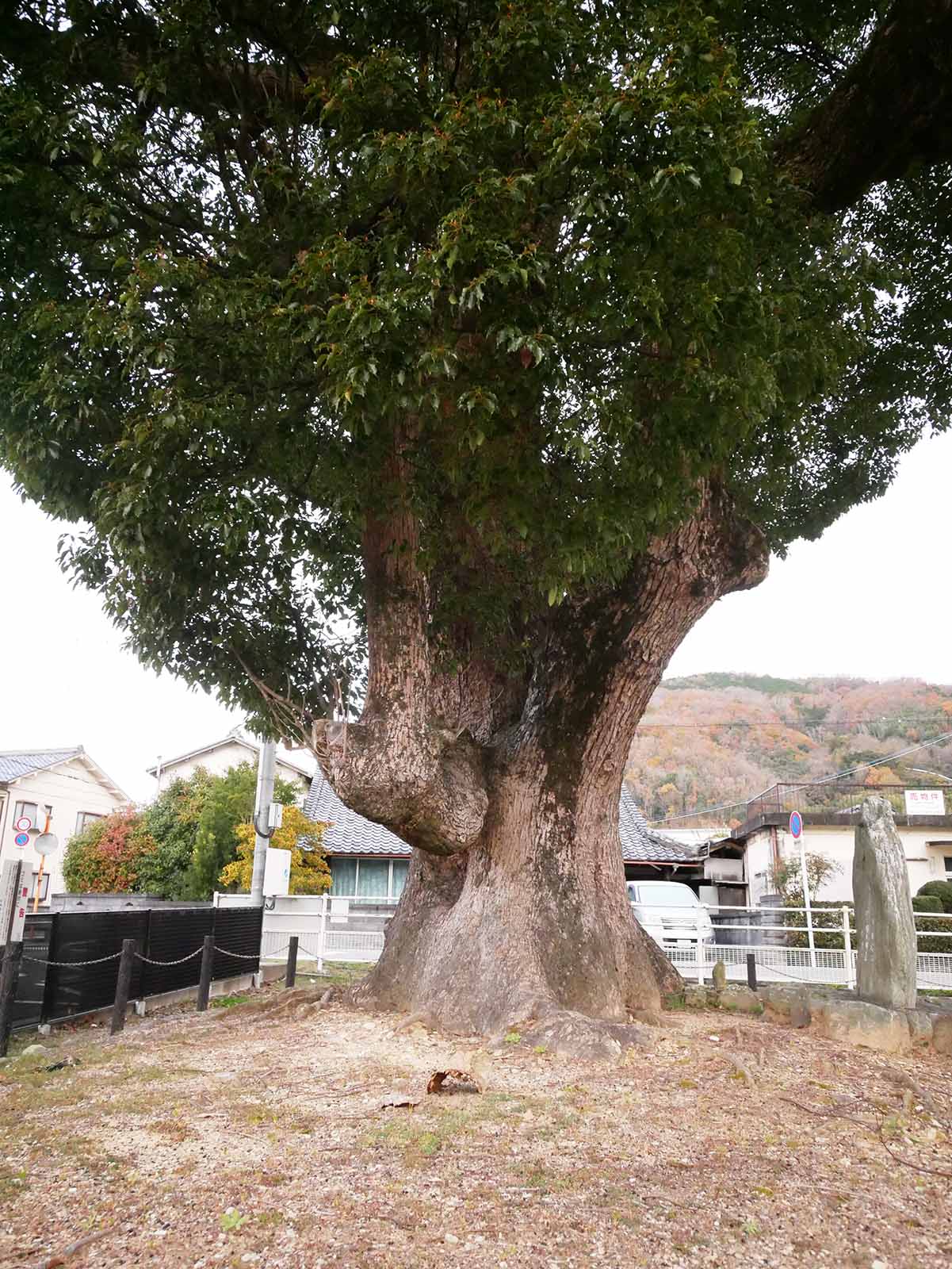 下佐々のクスノキ