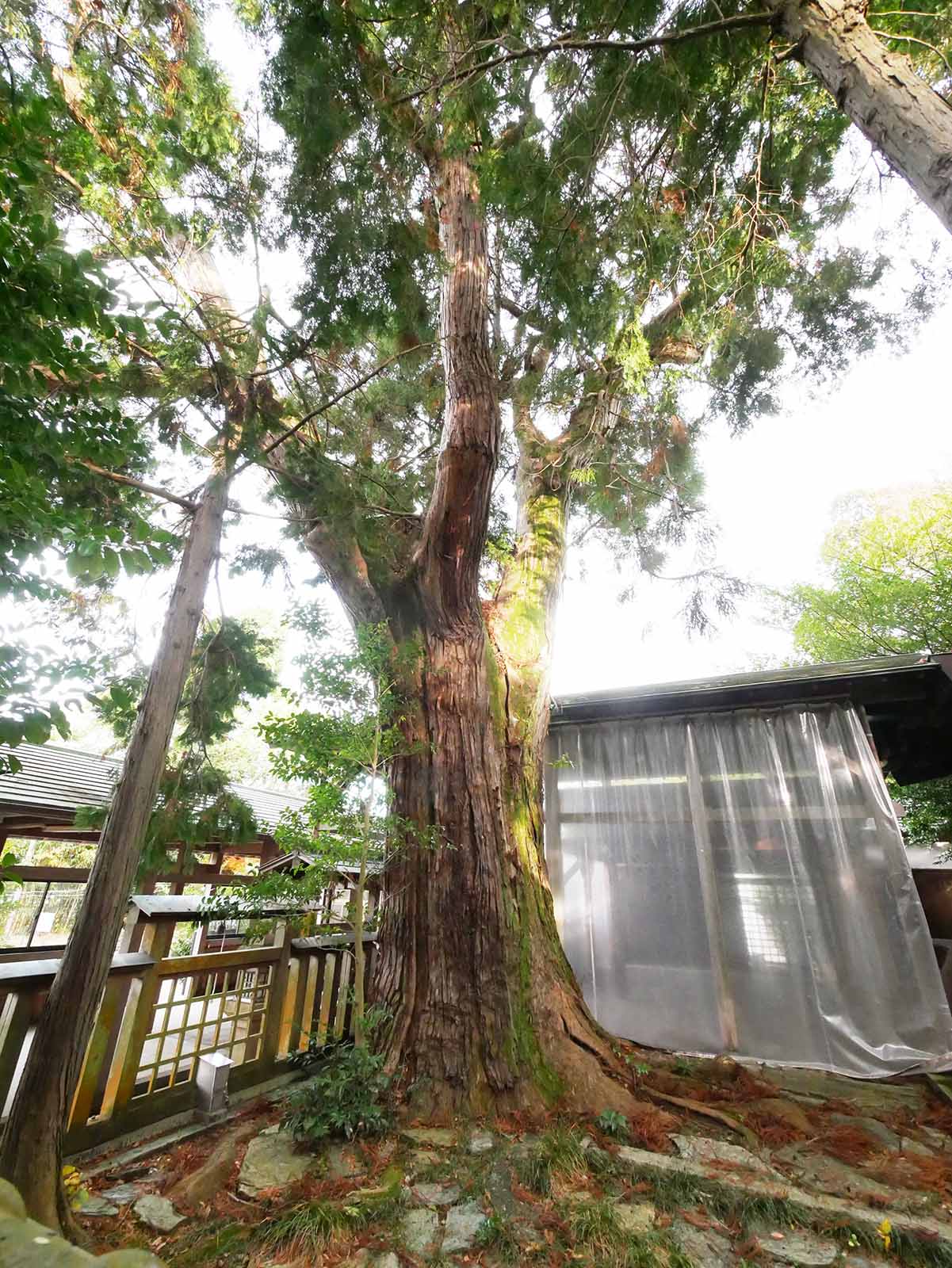 千種神社のクスノキ