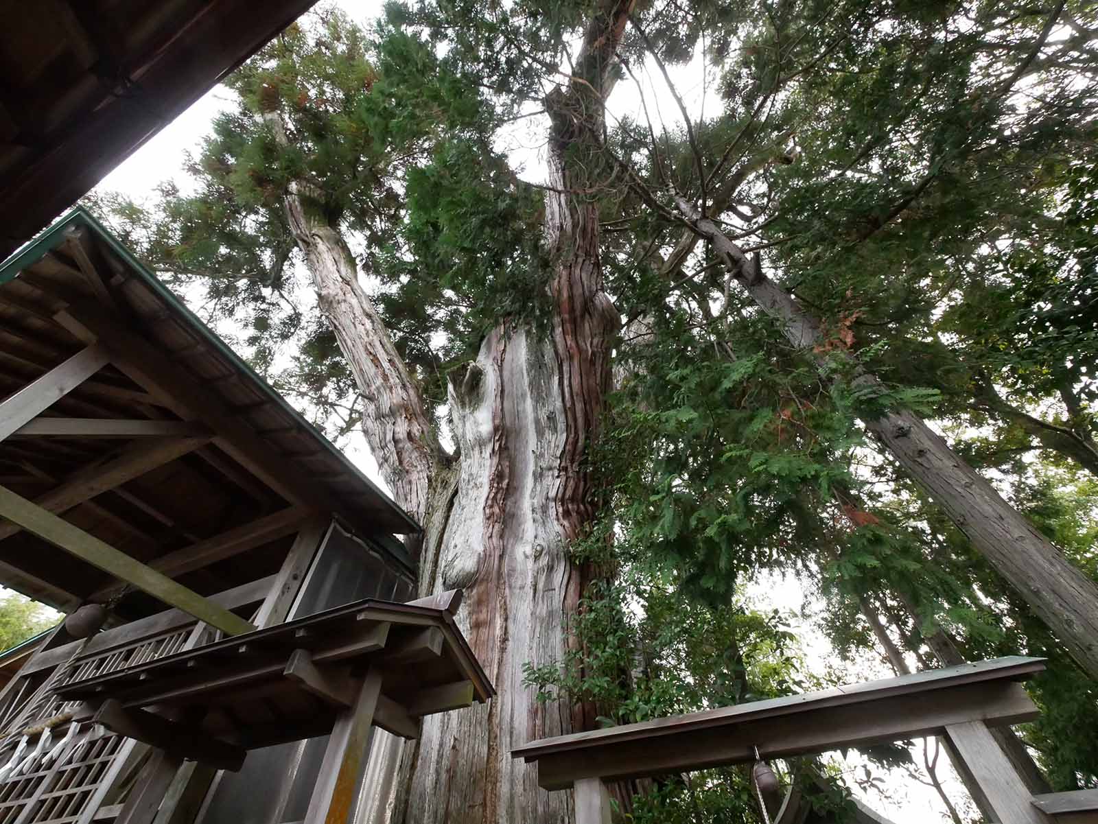 千種神社のクスノキ