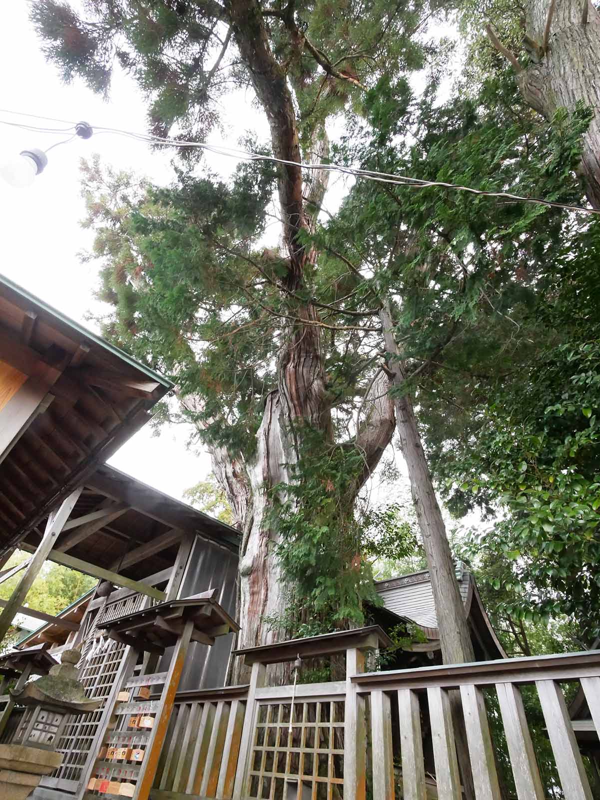 千種神社のスノキ