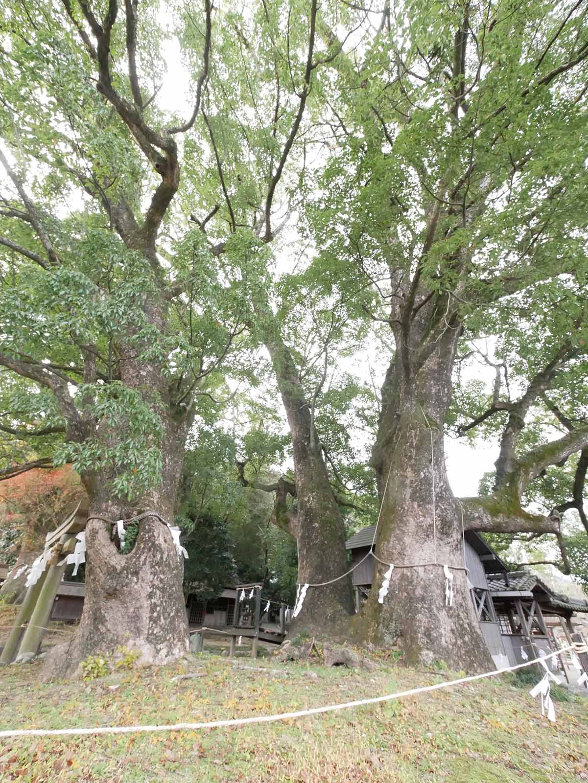 藤白神社のクスノキ群