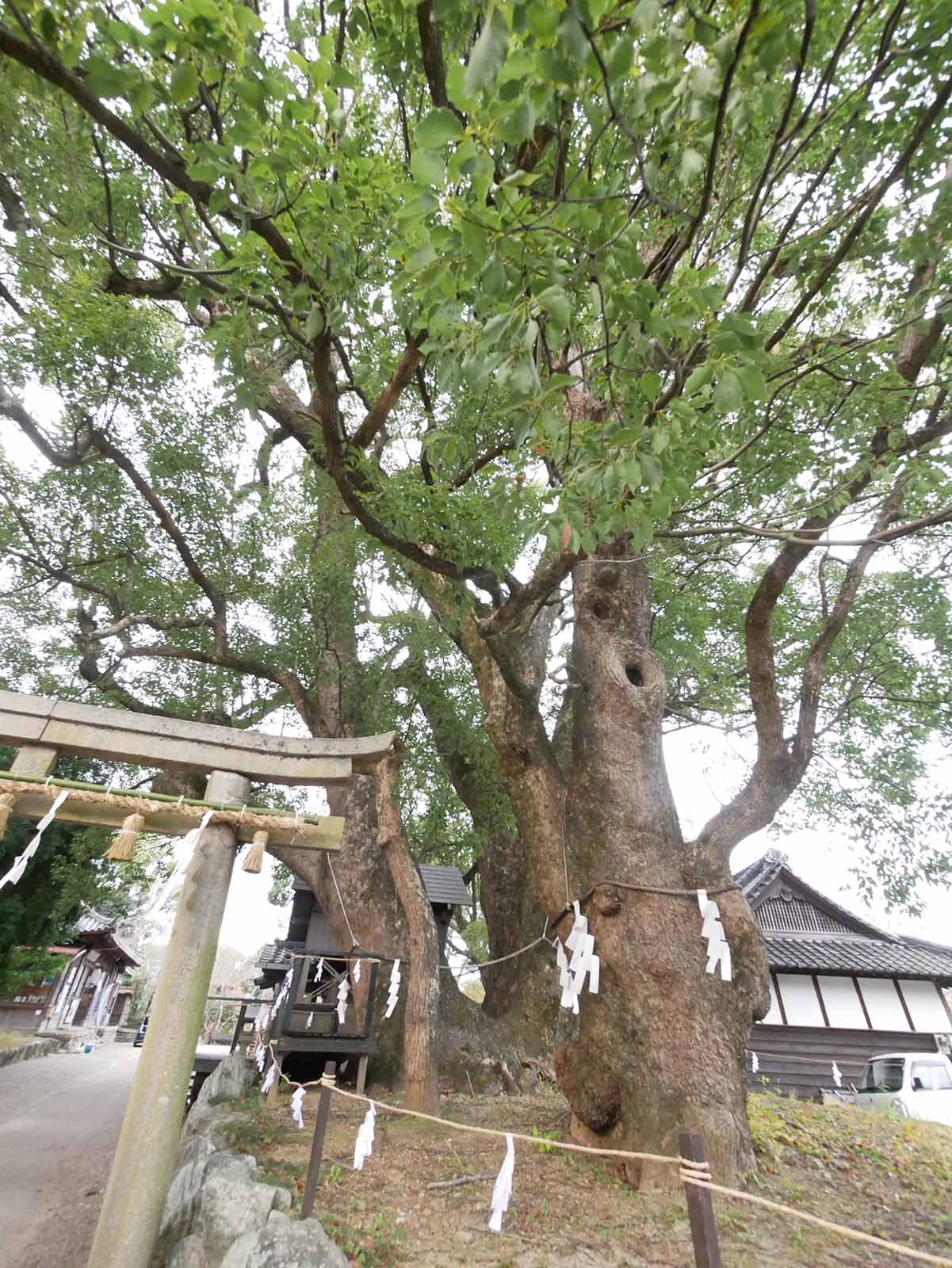 藤白神社のクスノキ群