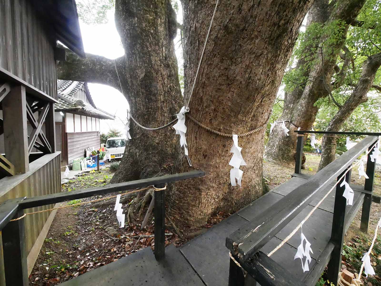 藤白神社のクスノキ群