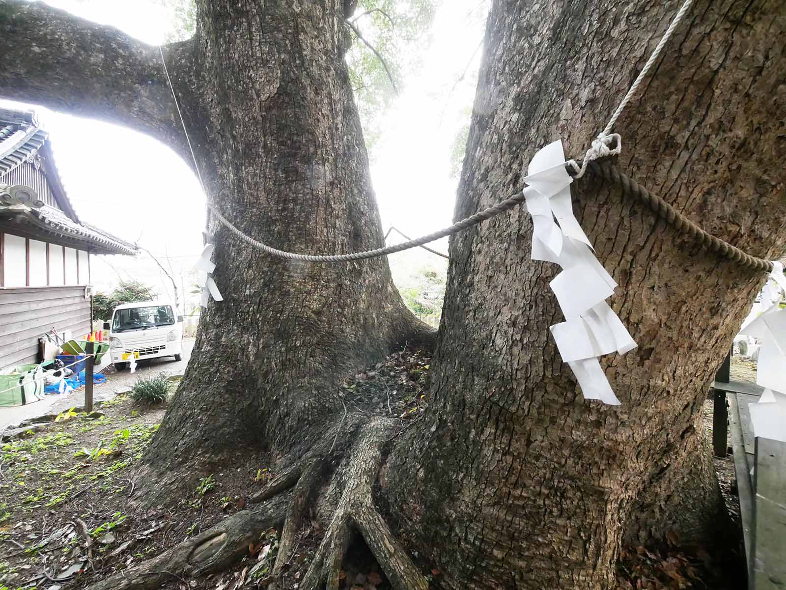 藤白神社のクスノキ群