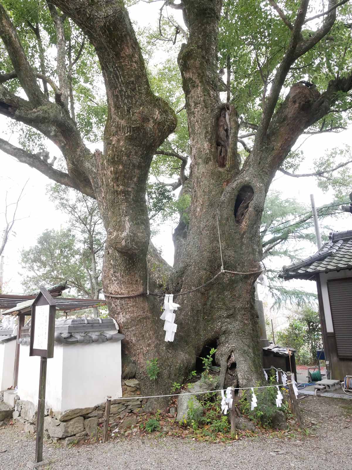 藤白神社のクスノキ群