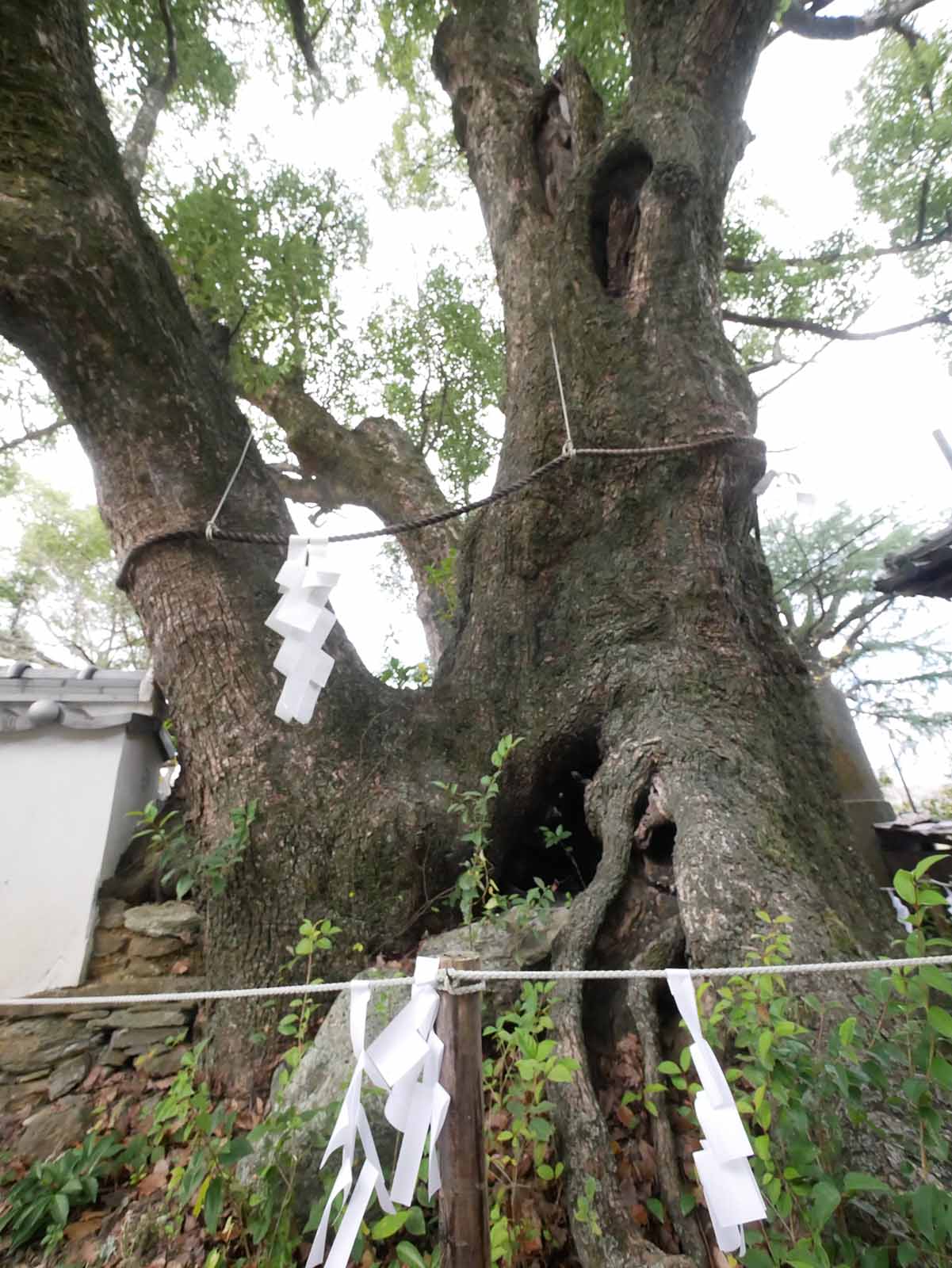 藤白神社のクスノキ群