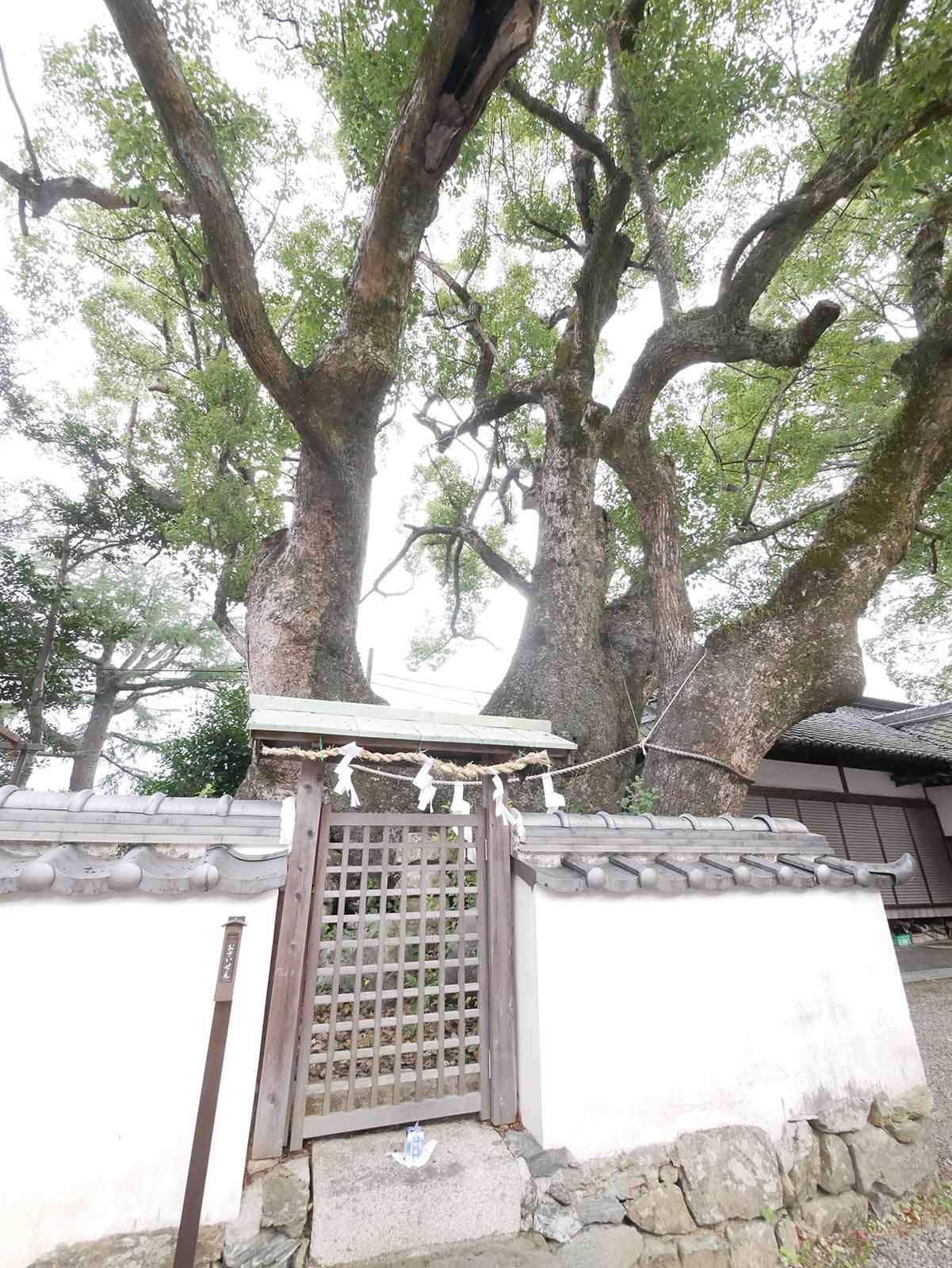 藤白神社のクスノキ群