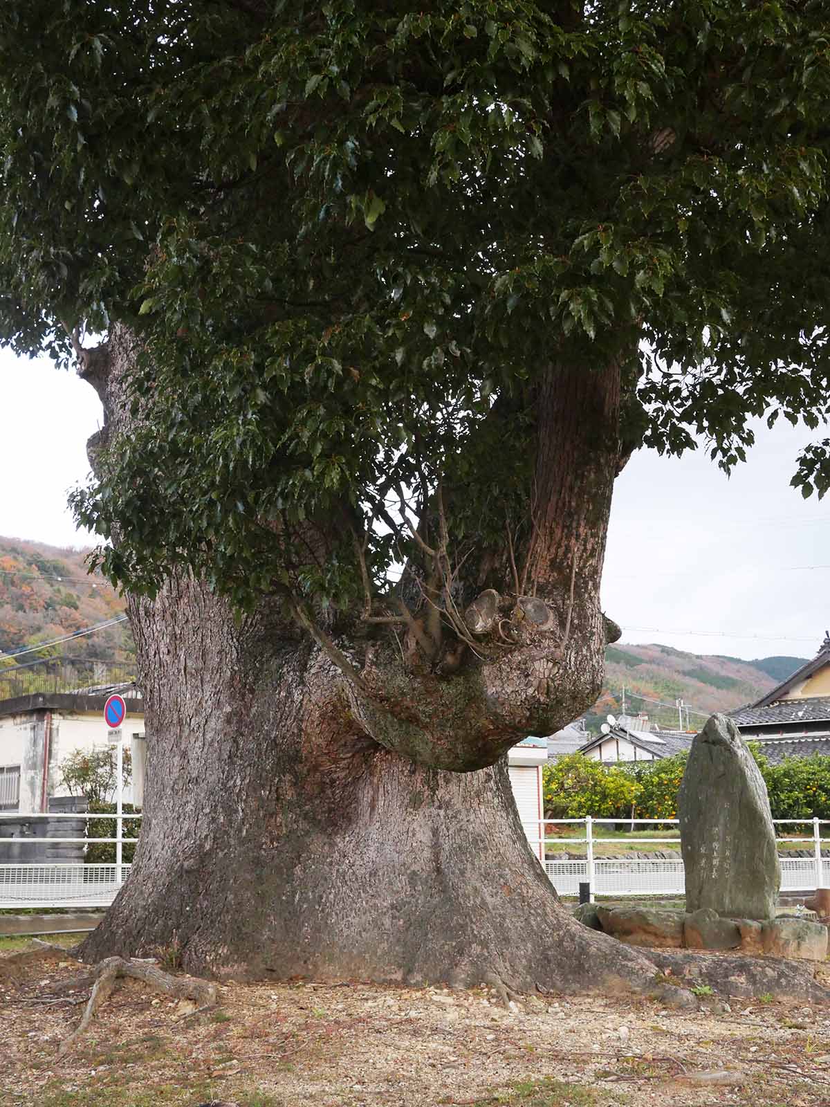 下佐々のクスノキ