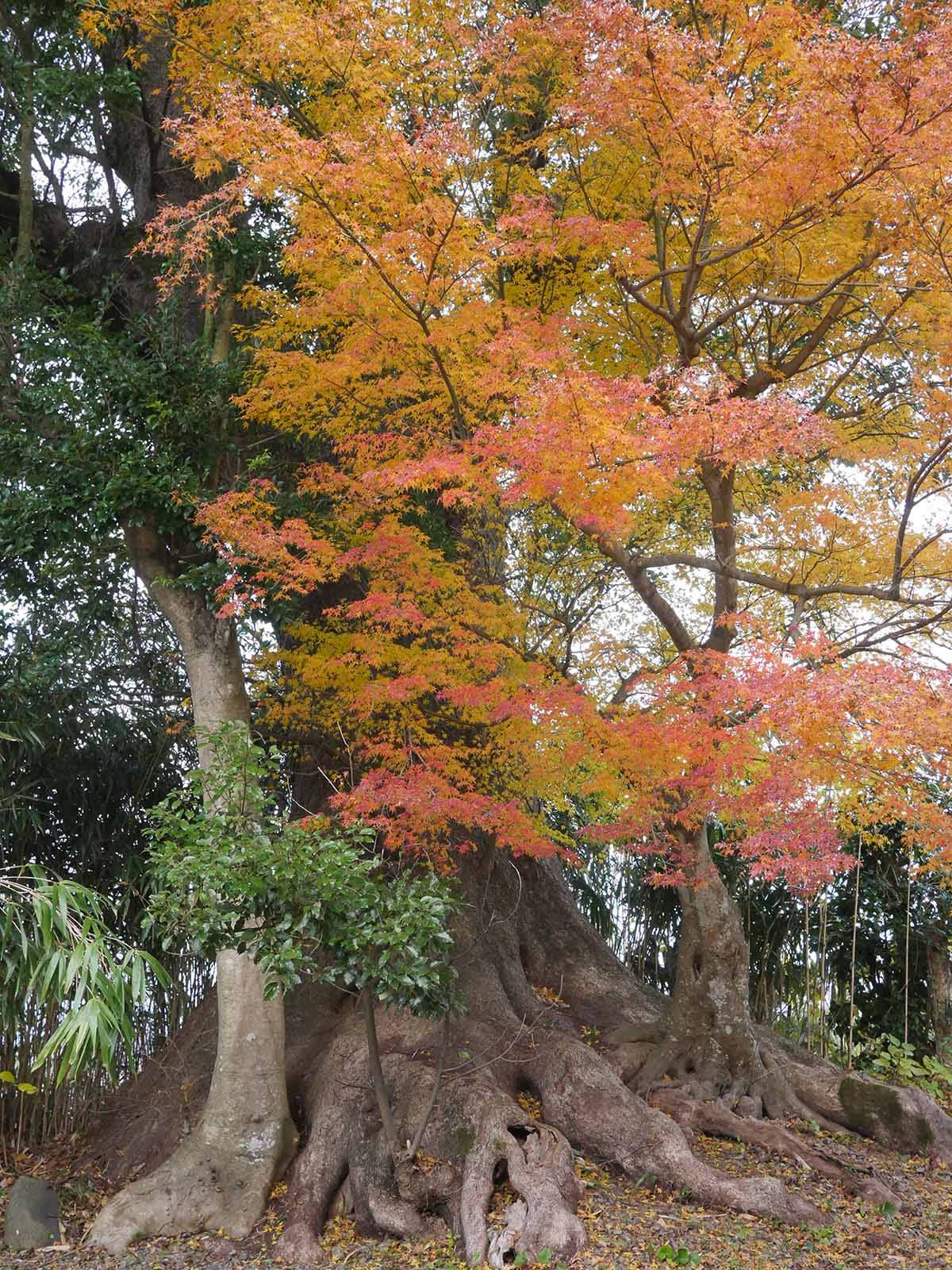 千種神社のクスノキ