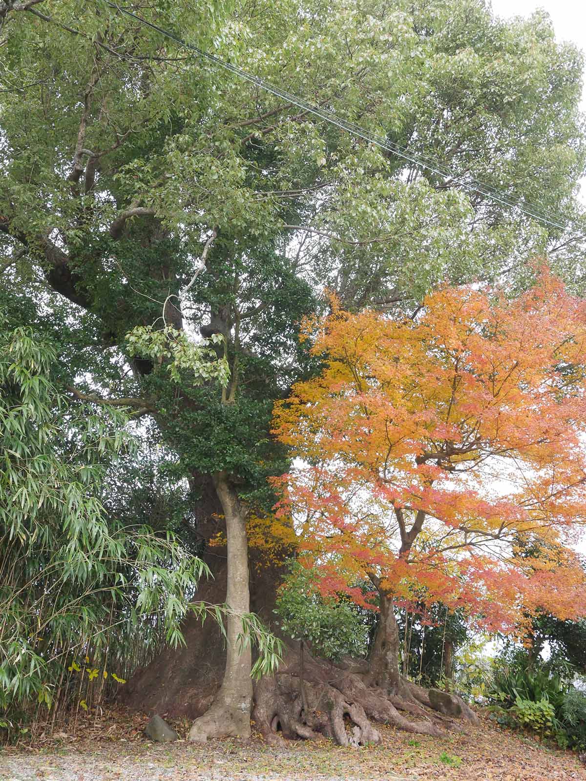 千種神社のクスノキ