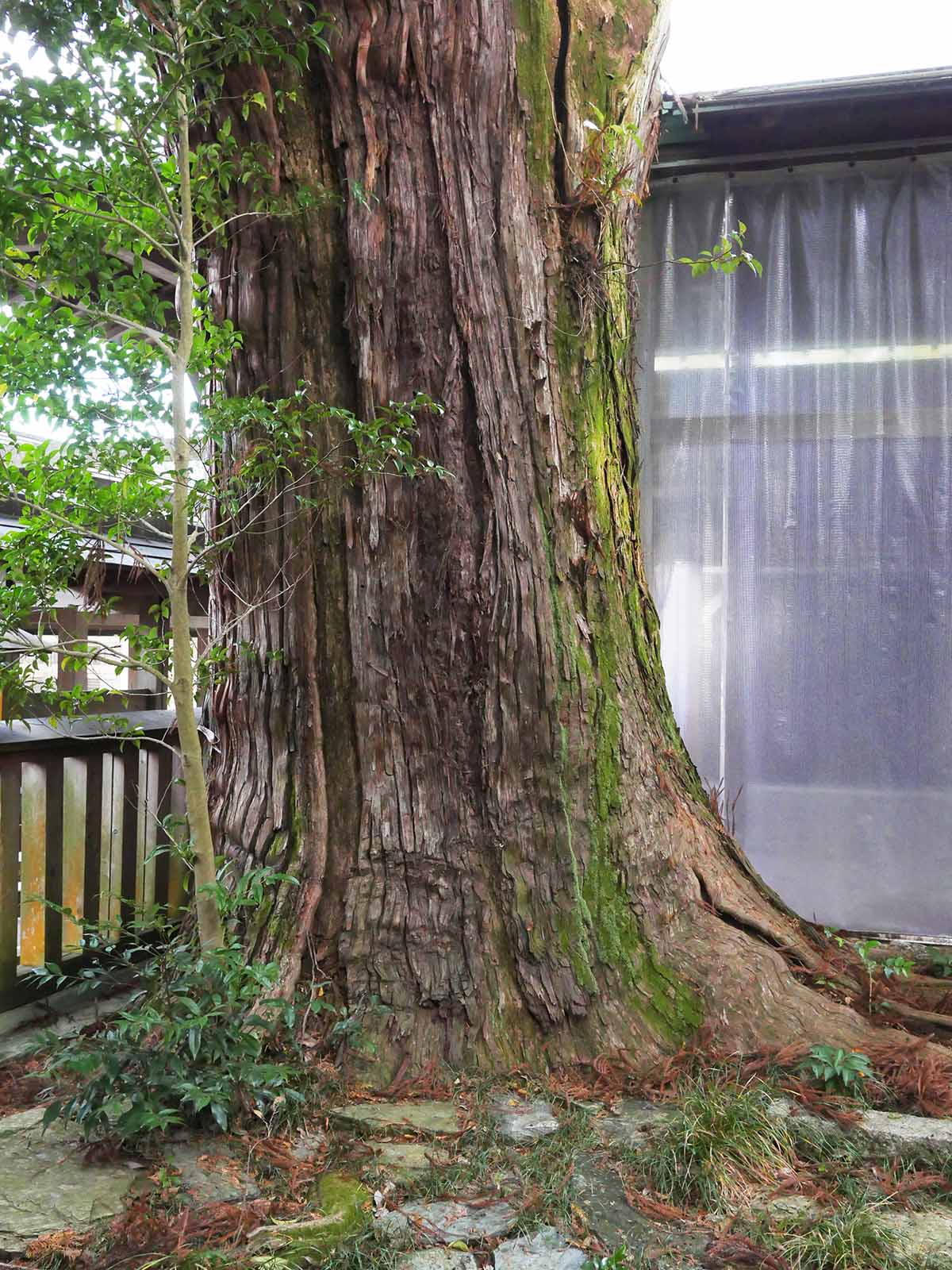 千種神社のクスノキ