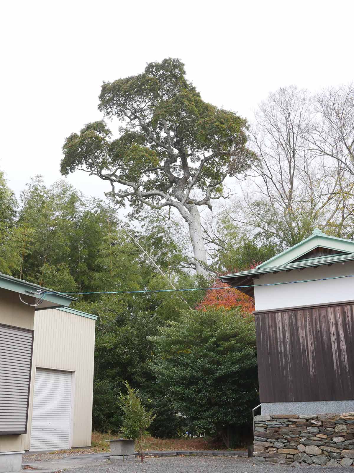 千種神社のクスノキ