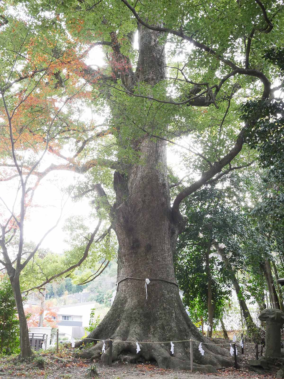 藤白神社のクスノキ群