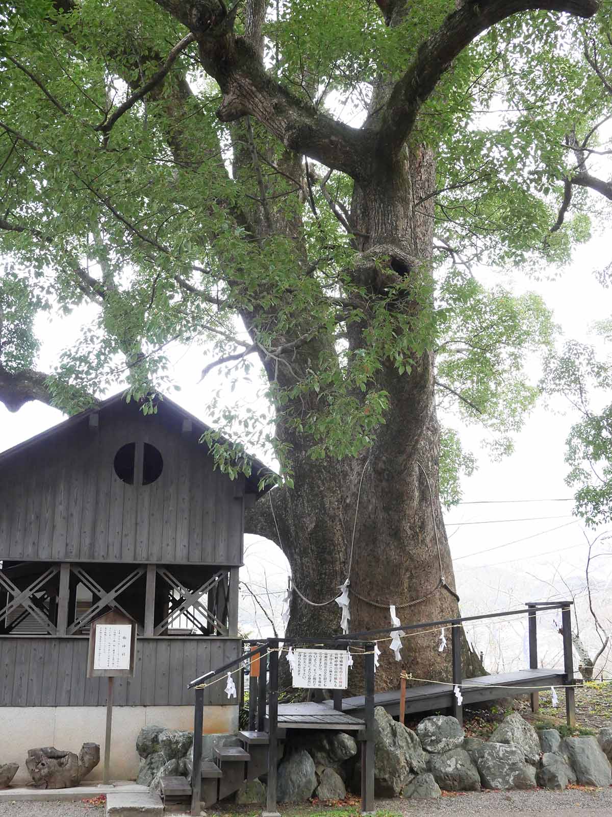 藤白神社のクスノキ群