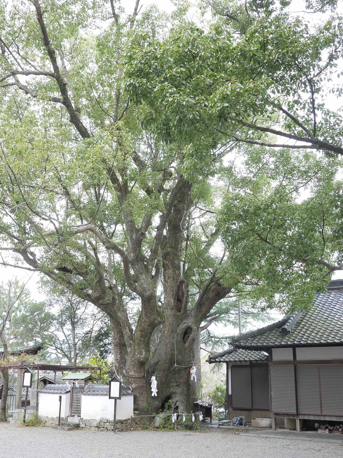 藤白神社のクスノキ群