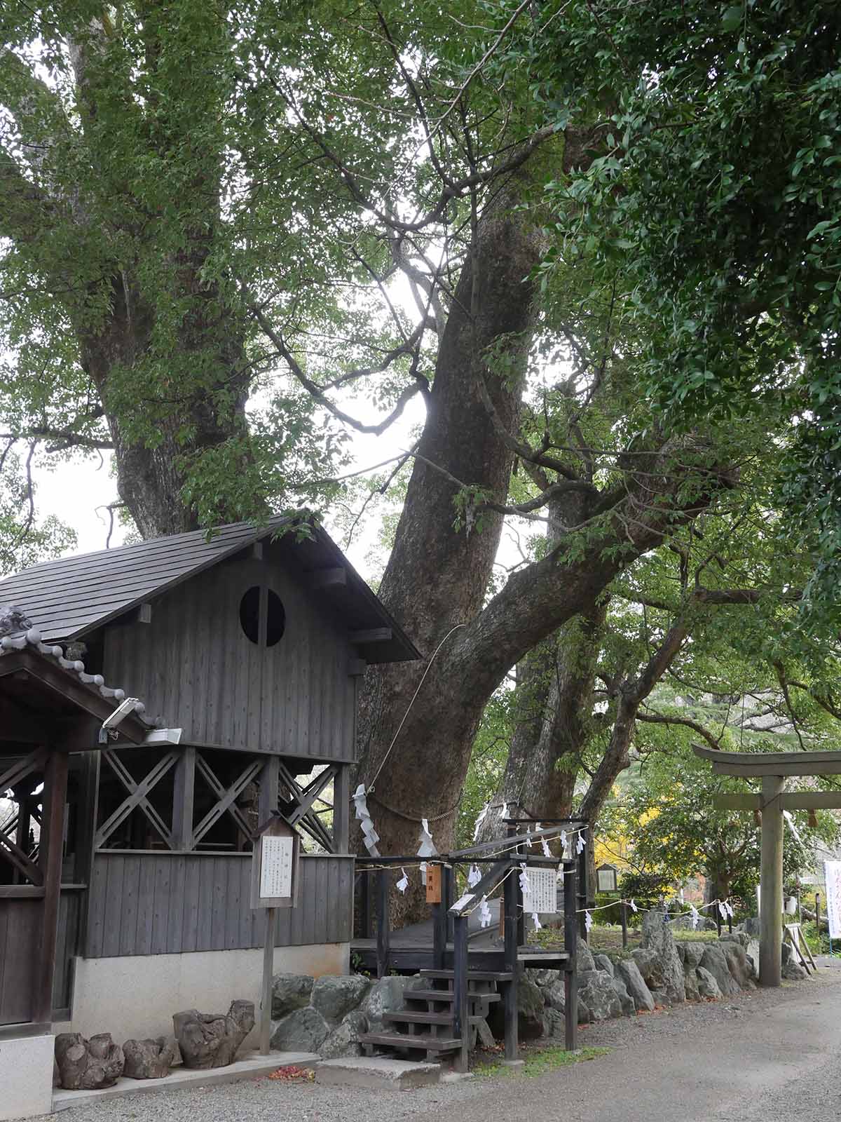 藤白神社のクスノキ群