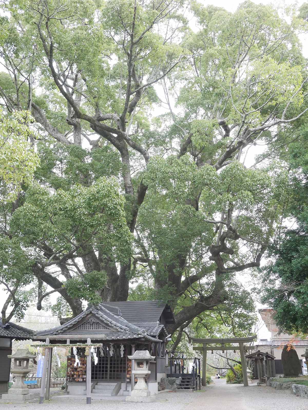 藤白神社のクスノキ群