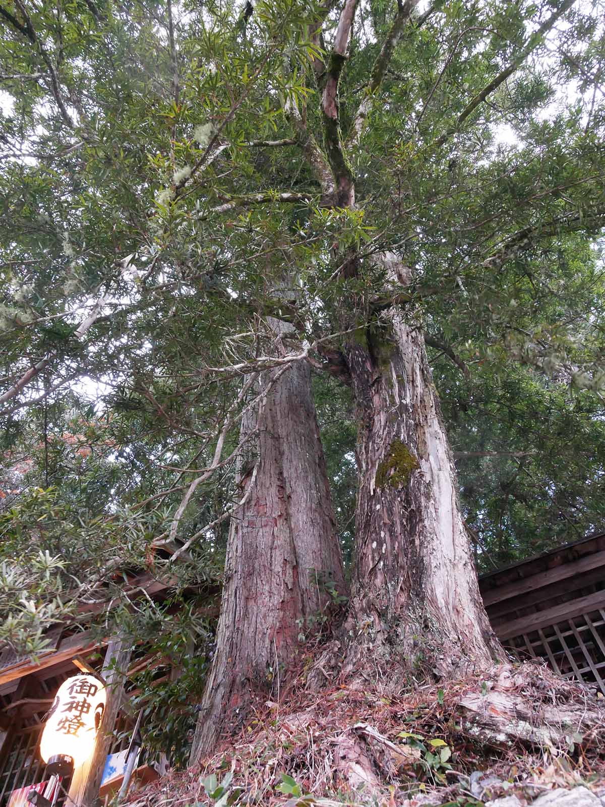 垣内丹生神社のコウヤマキ