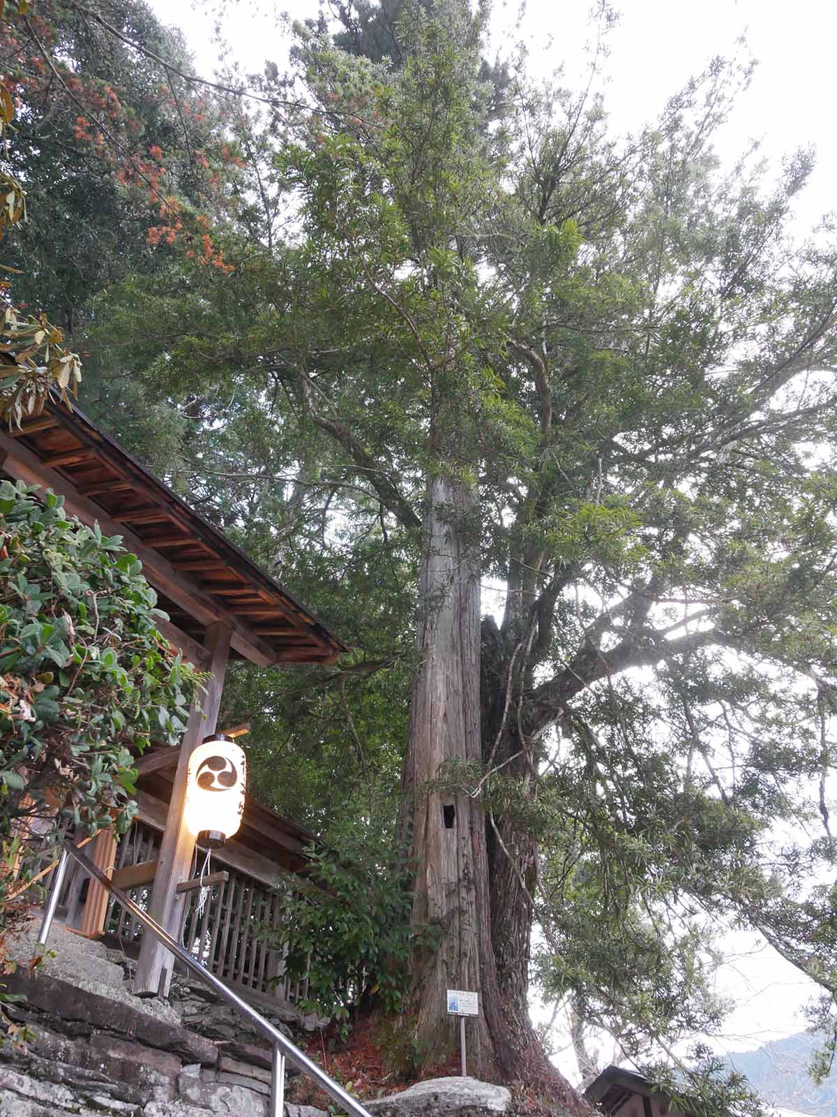 垣内丹生神社のコウヤマキ