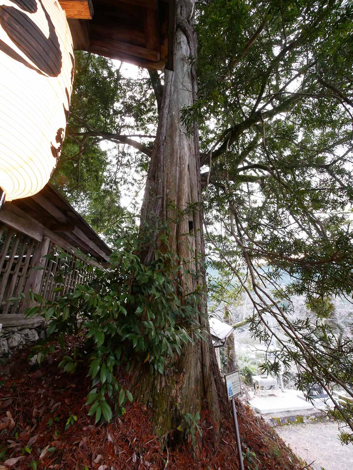 垣内丹生神社のコウヤマキ