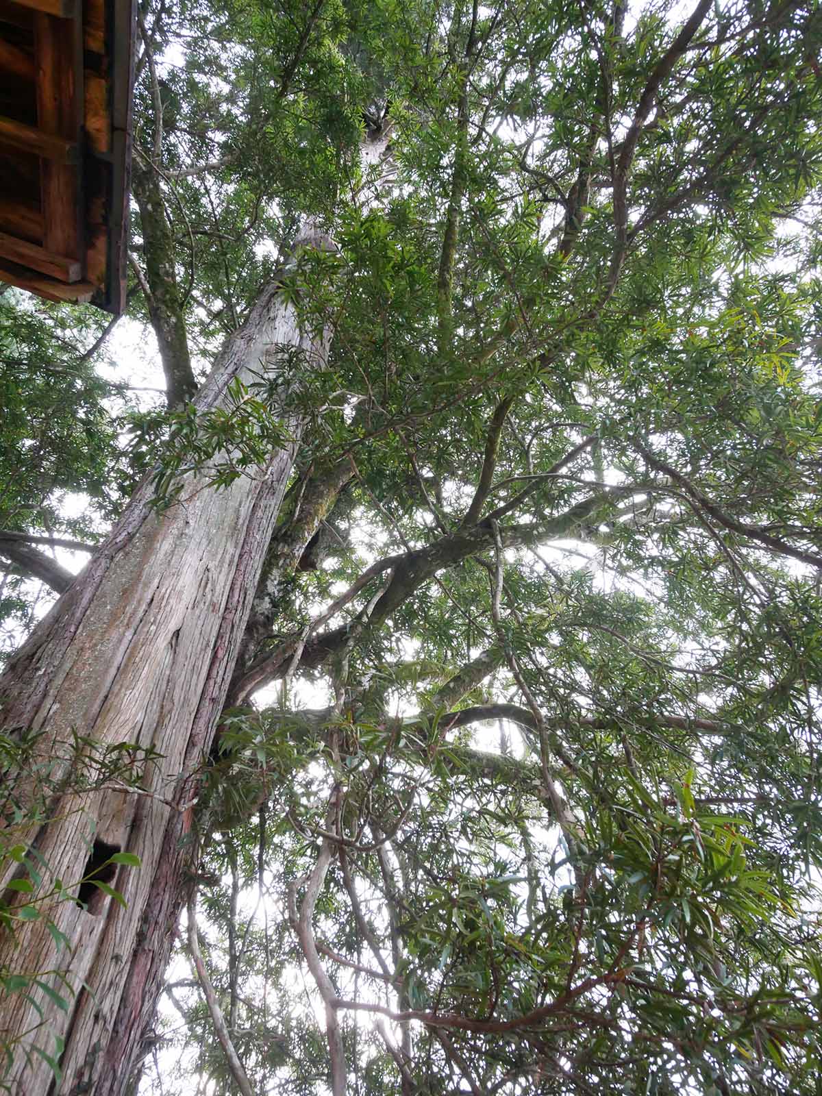 垣内丹生神社のコウヤマキ