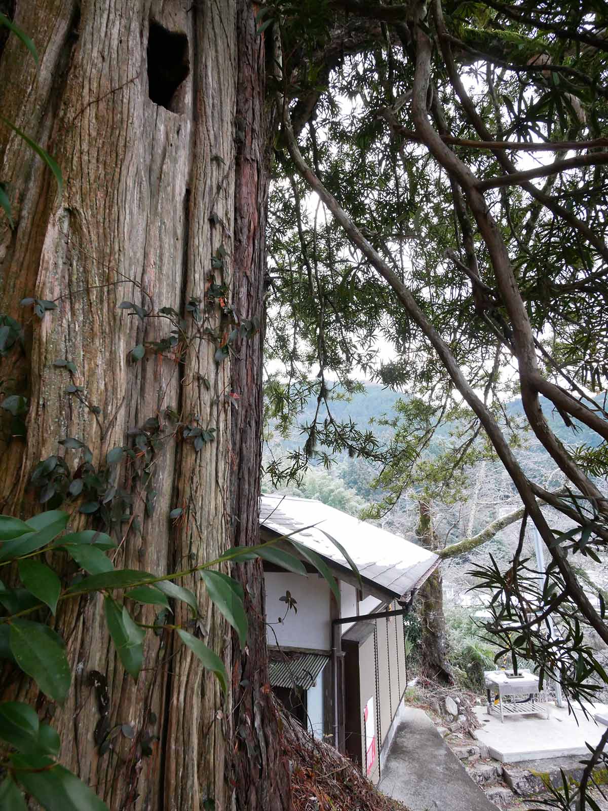 垣内丹生神社のコウヤマキ