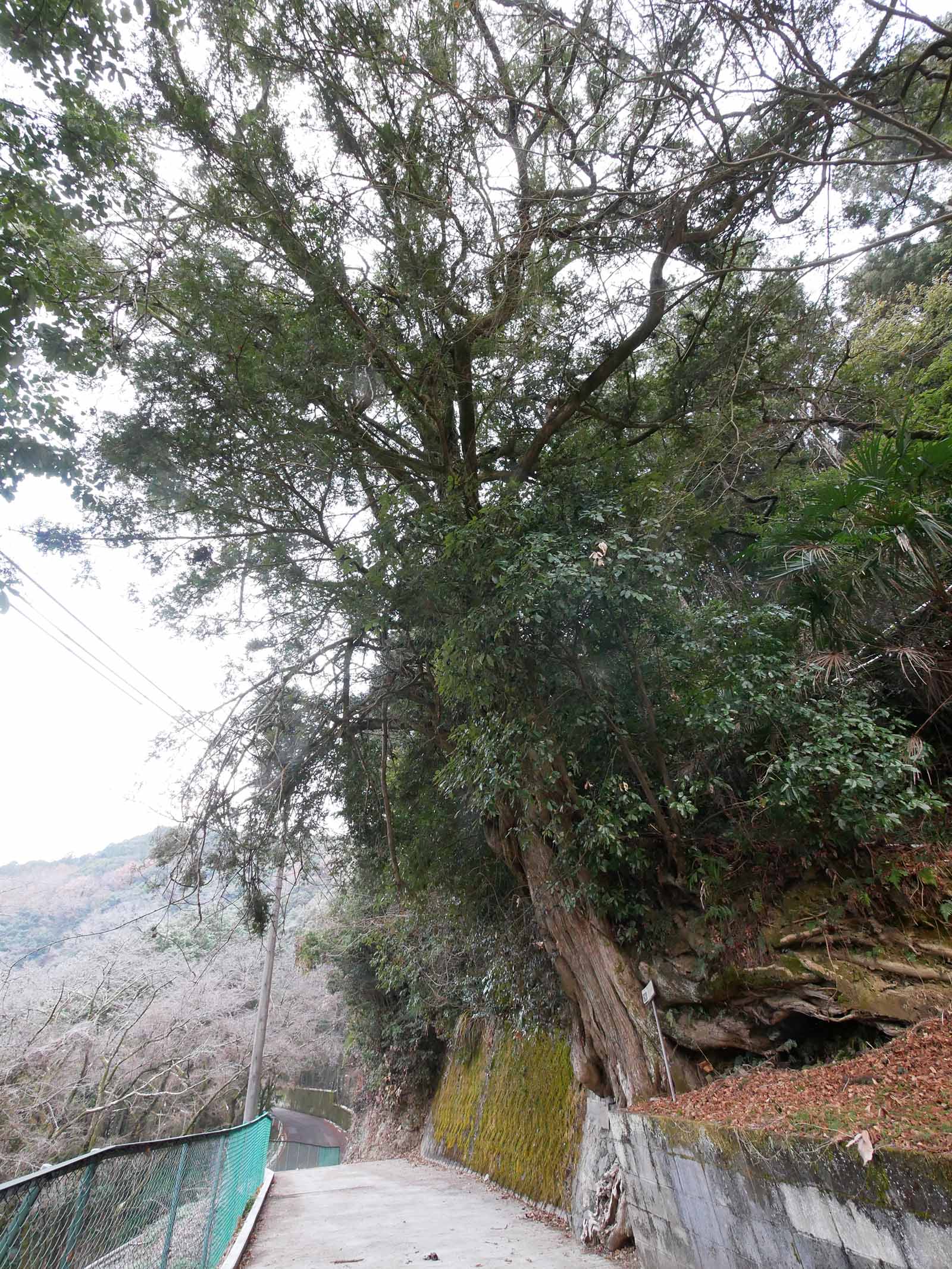 垣内丹生神社のカヤノキ