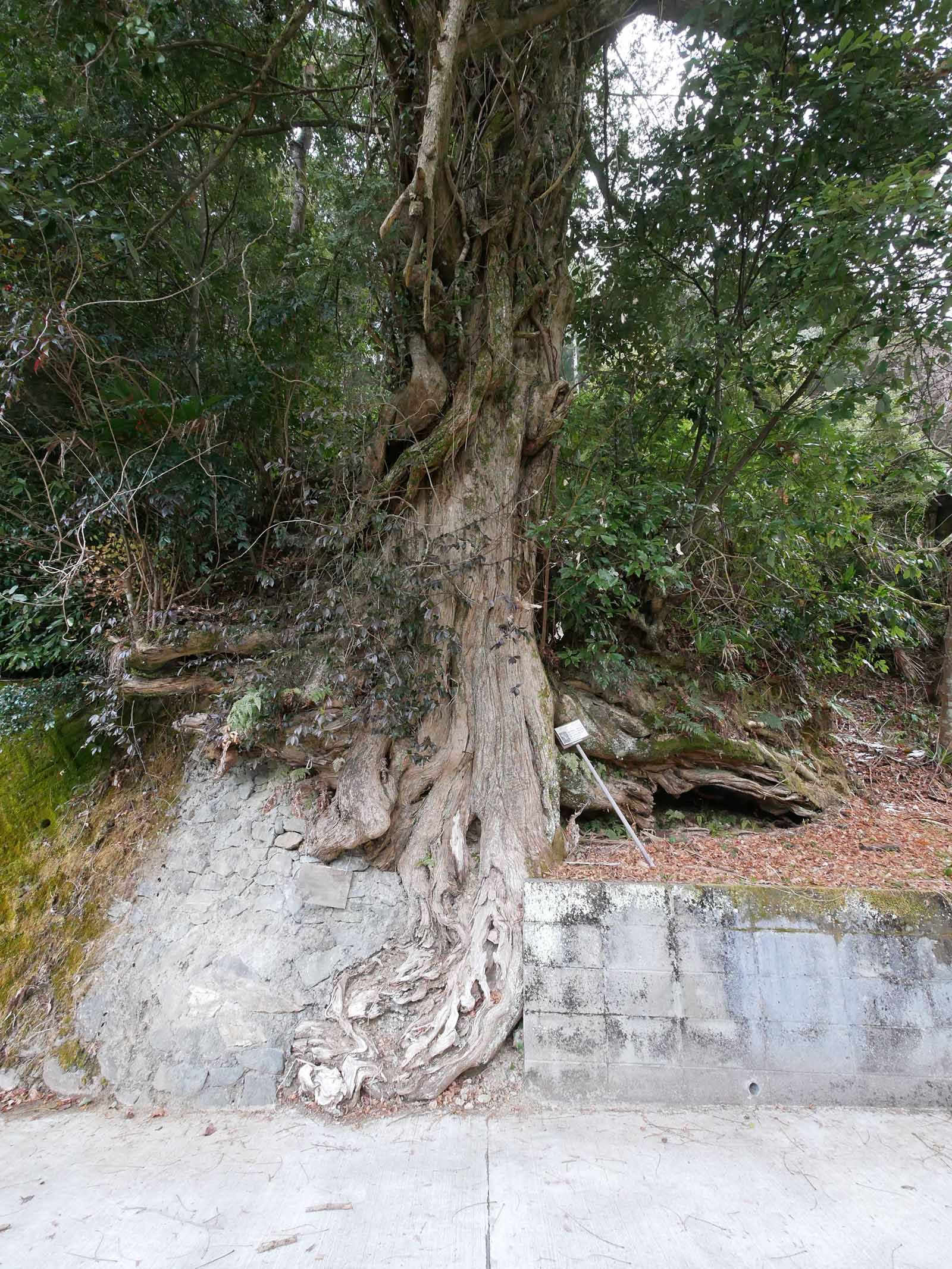 垣内丹生神社のカヤ