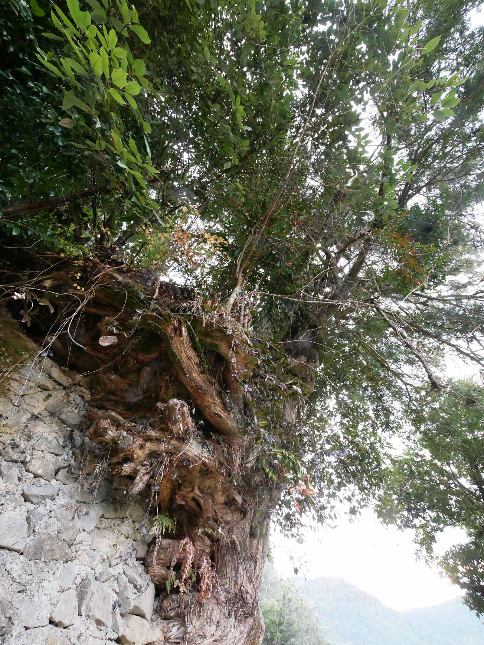 垣内丹生神社の榧